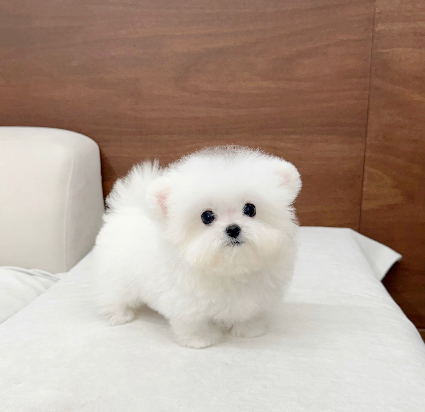 베비댕