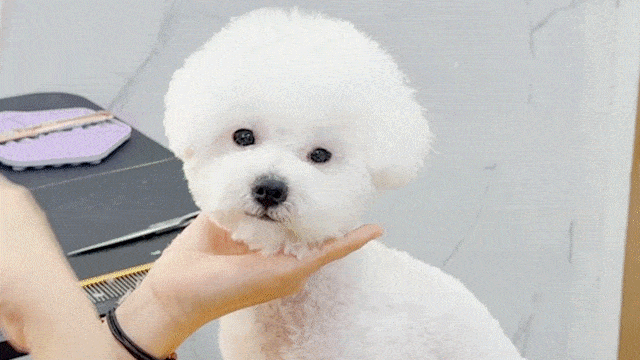 더쇼독