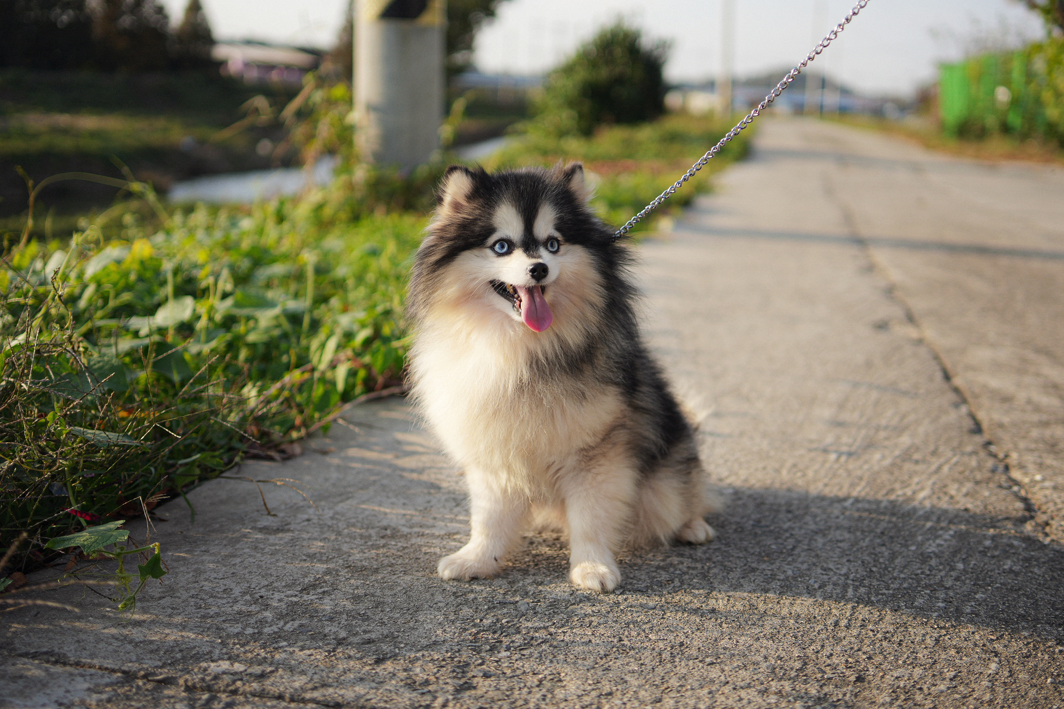 오스카코리아켄넬