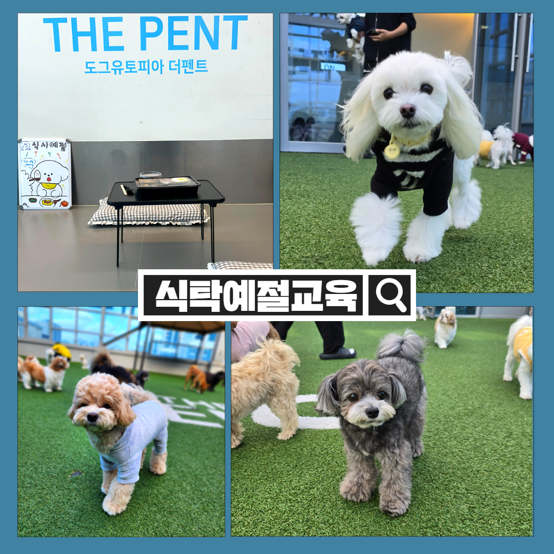 도그유토피아 애견호텔 & 강아지 유치원