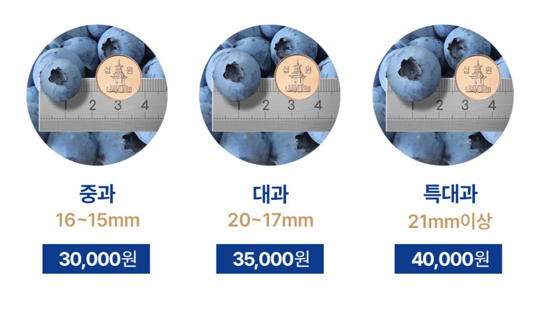 베리골드팜