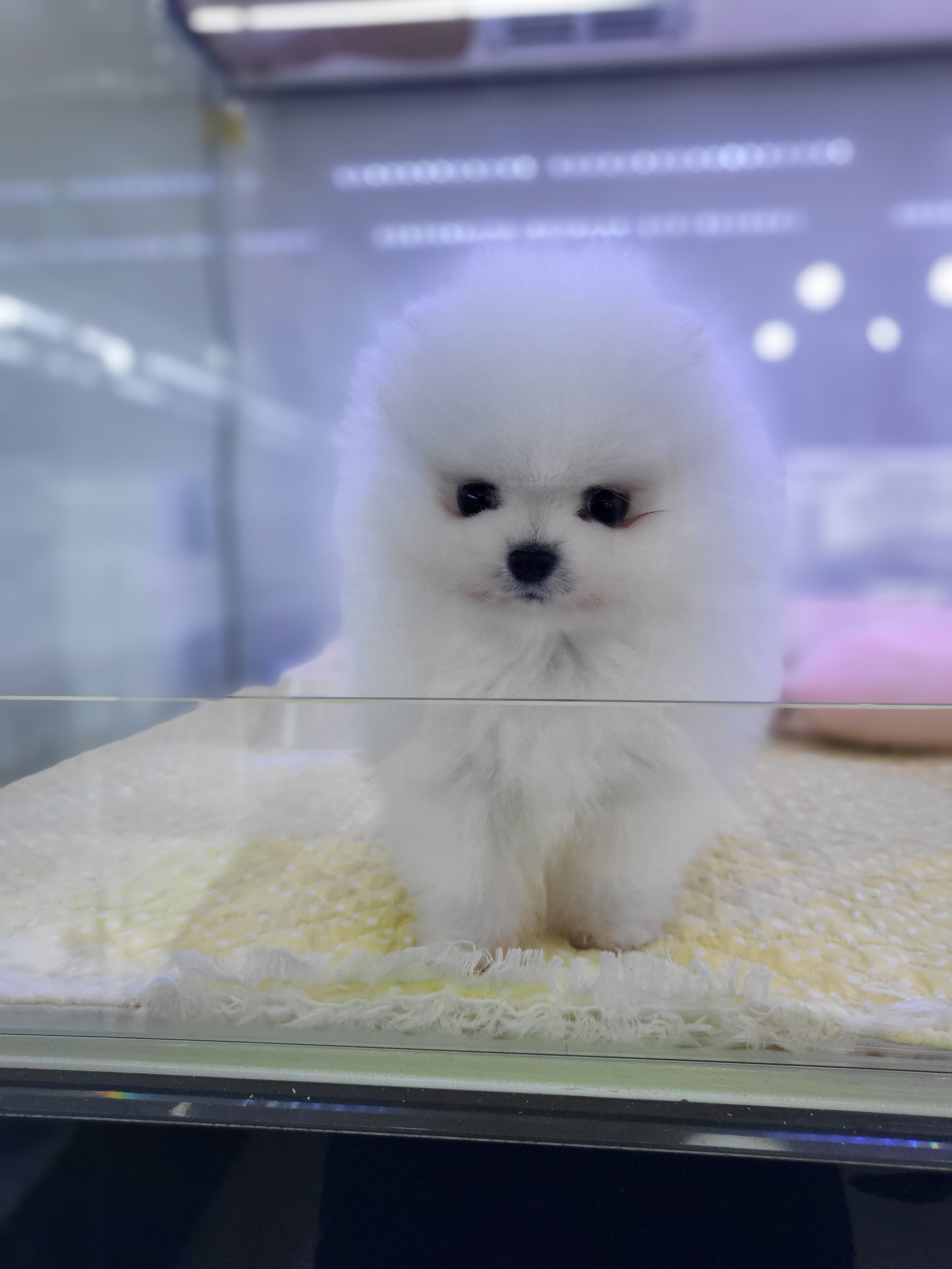 멍멍이와야옹이