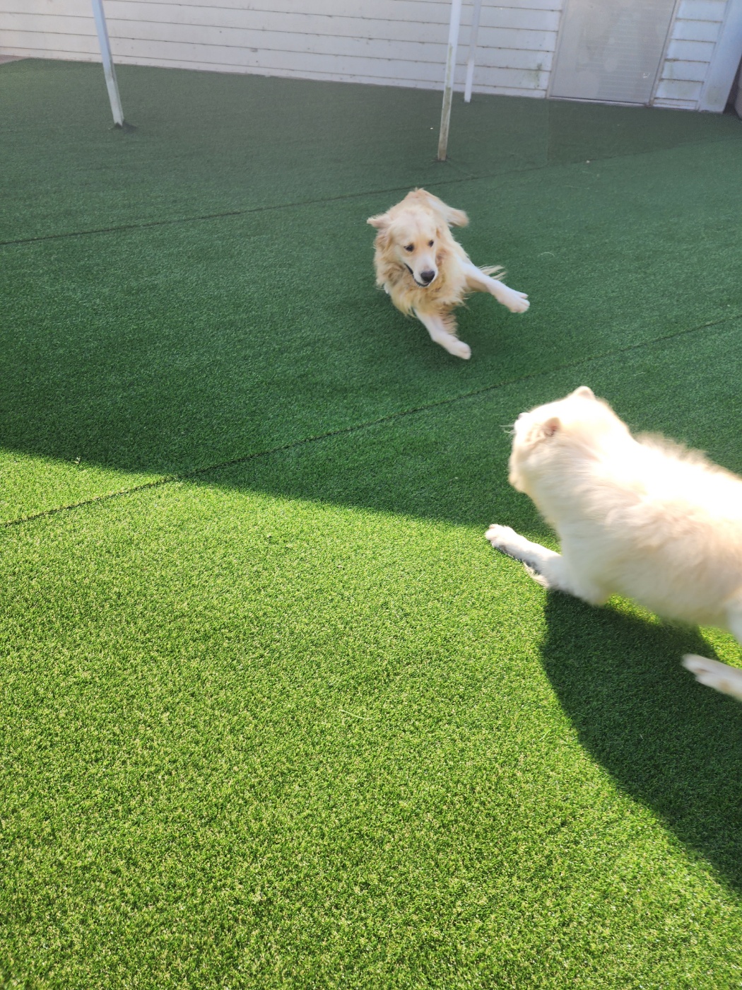 휴먼앤독 대표 이미지