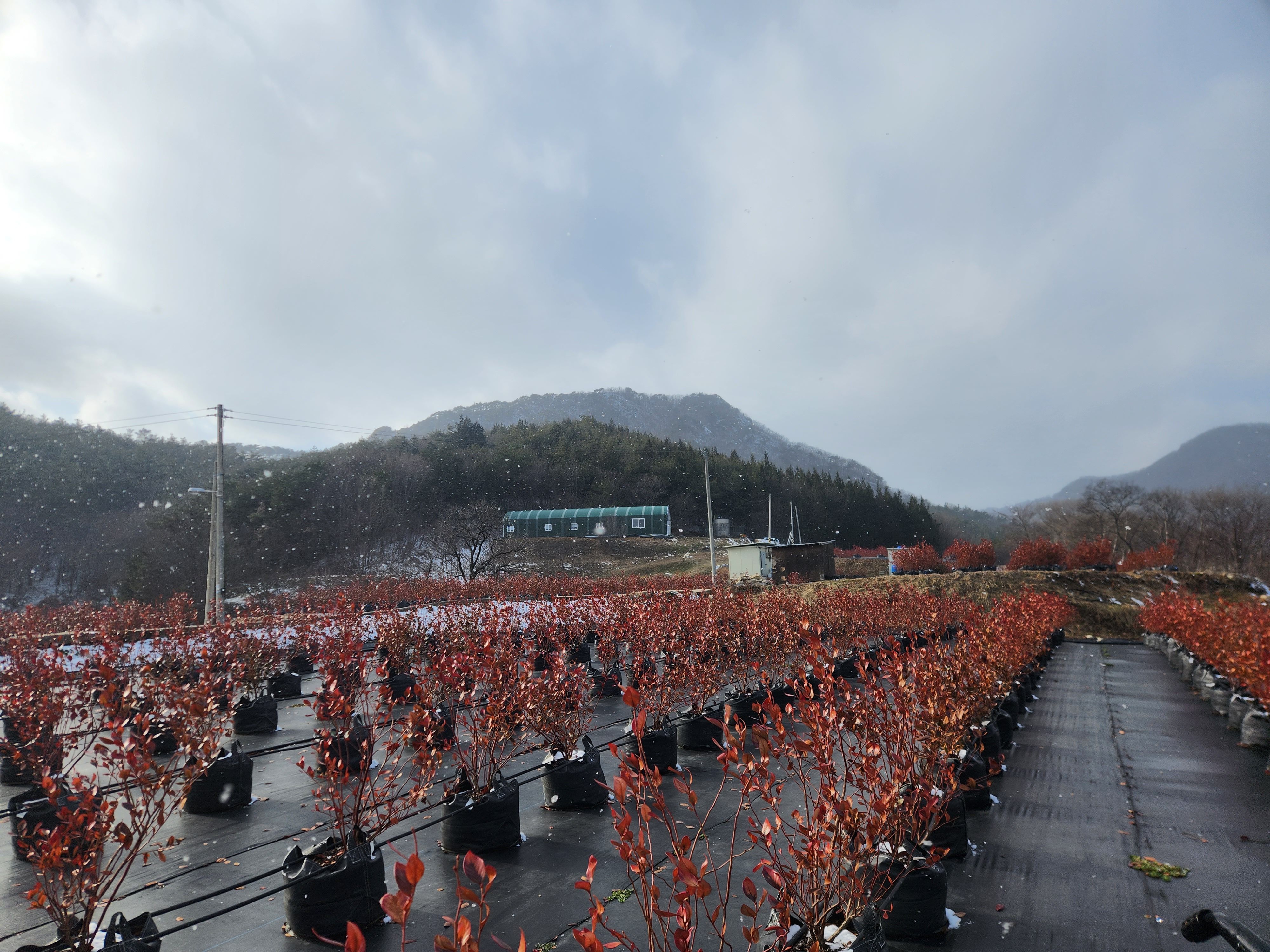 베리골드팜