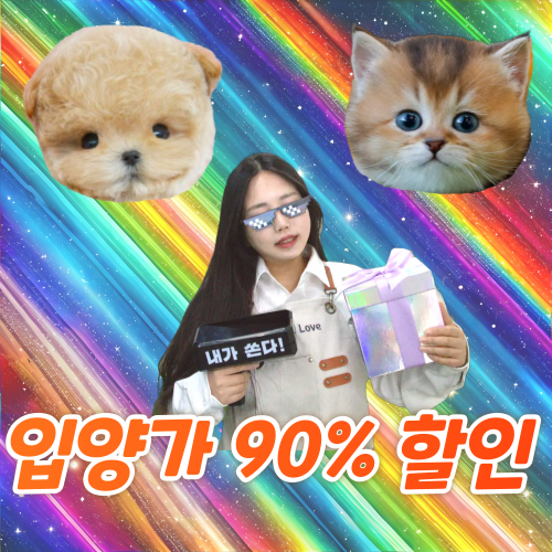 인천강아지분양 테디럽