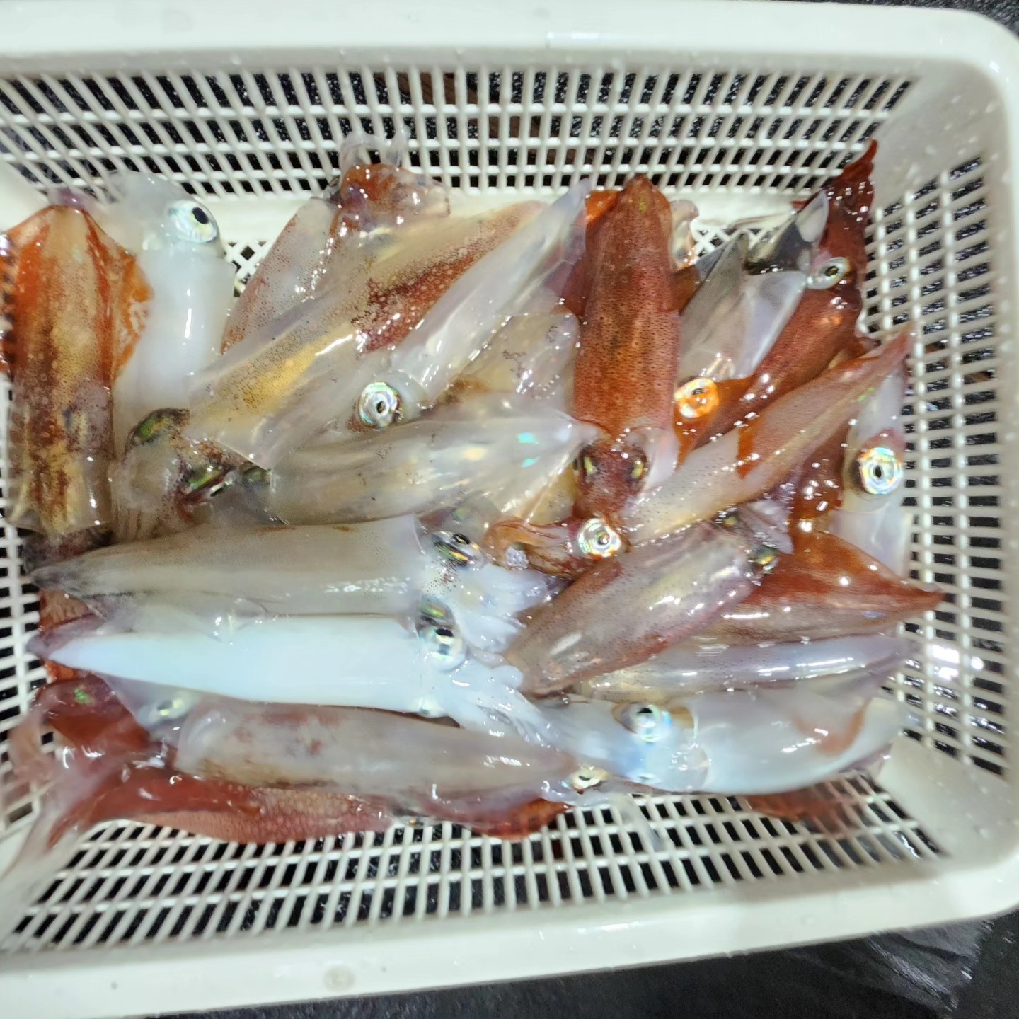 해영호 체험배낚시