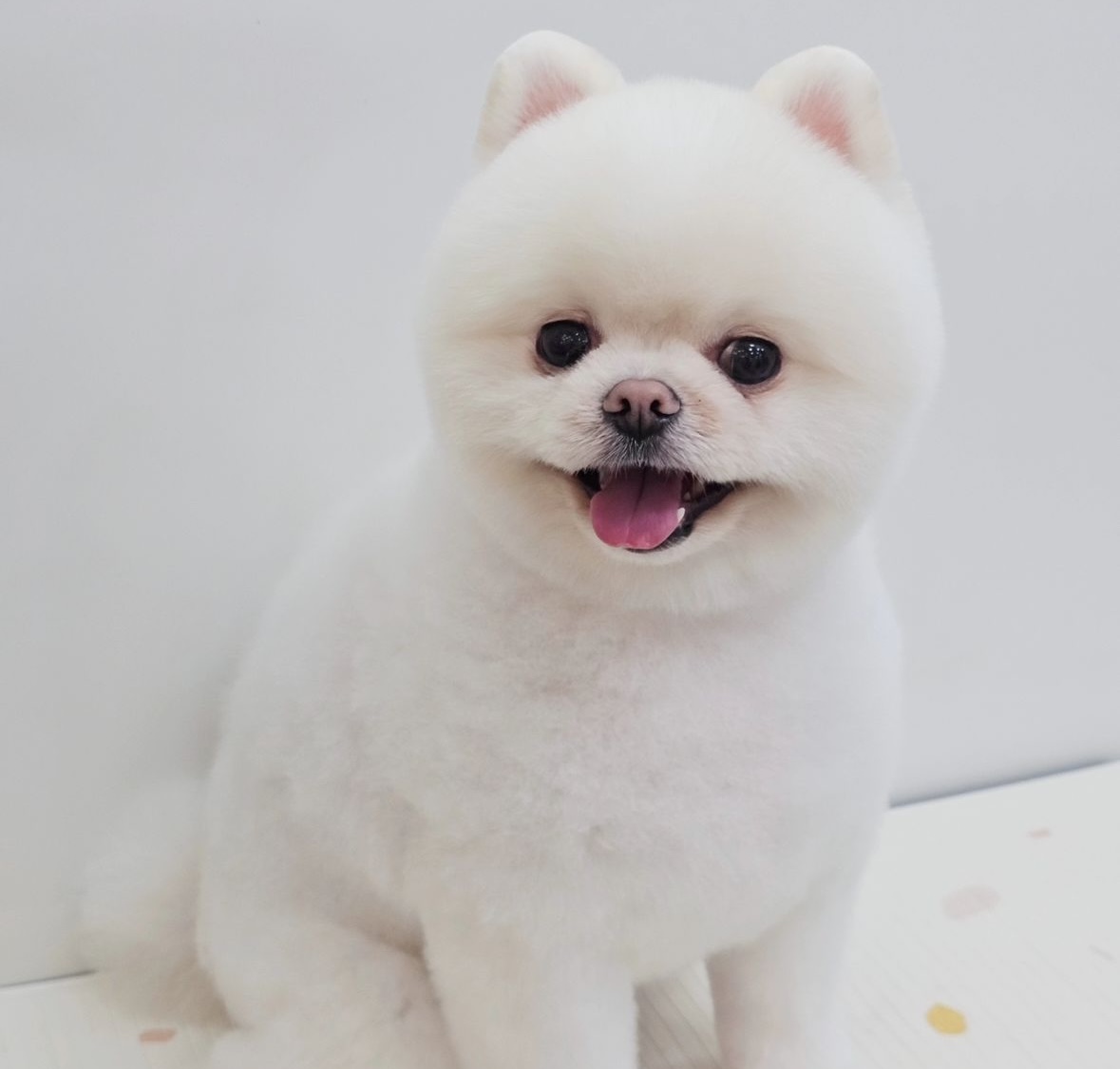 하이몽