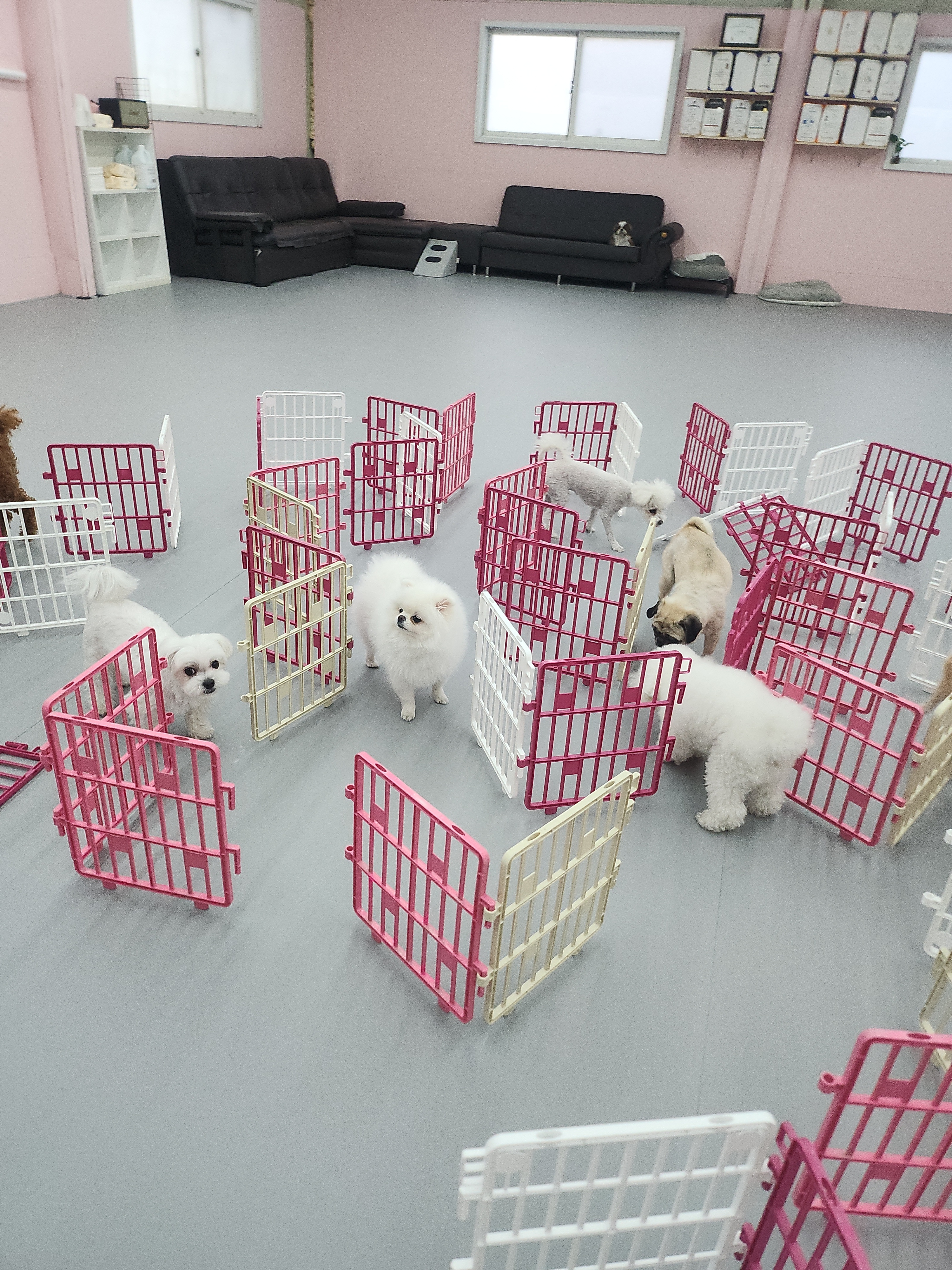 견학당 애견유치원&애견호텔 대표 이미지