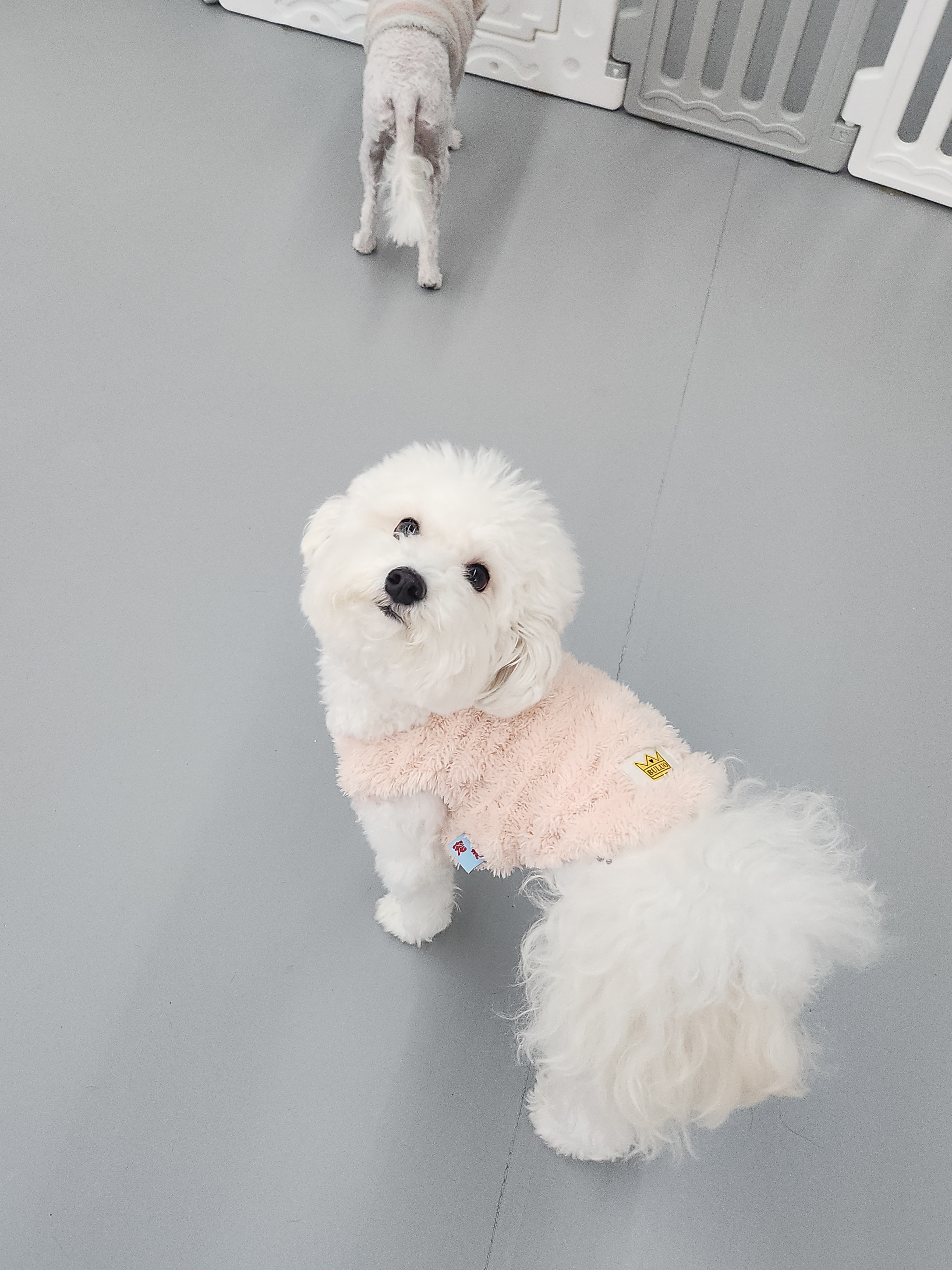 견학당 애견유치원&애견호텔 대표 이미지
