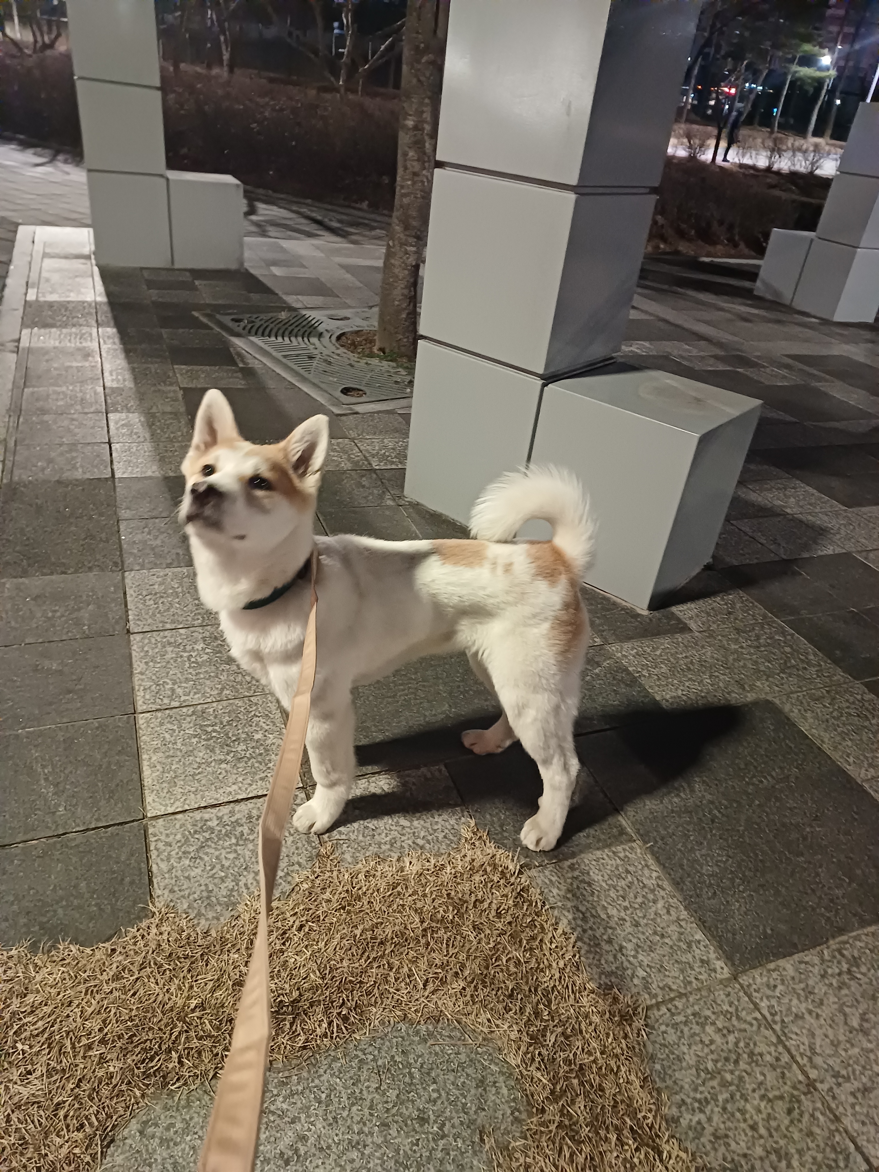미용하개, 놀다가개 대표 이미지
