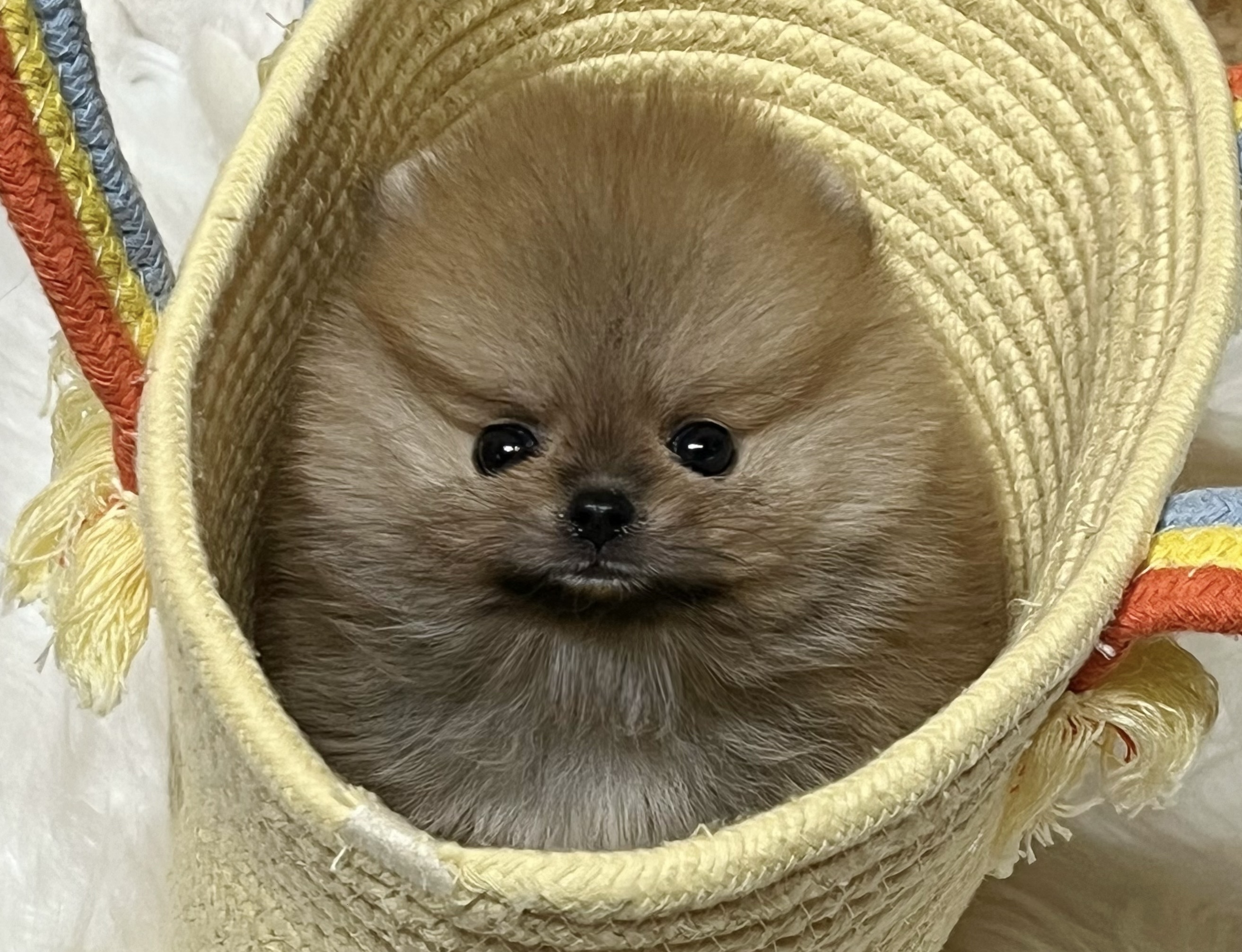 부산강아지분양 드림독 안심분양센터 부산점