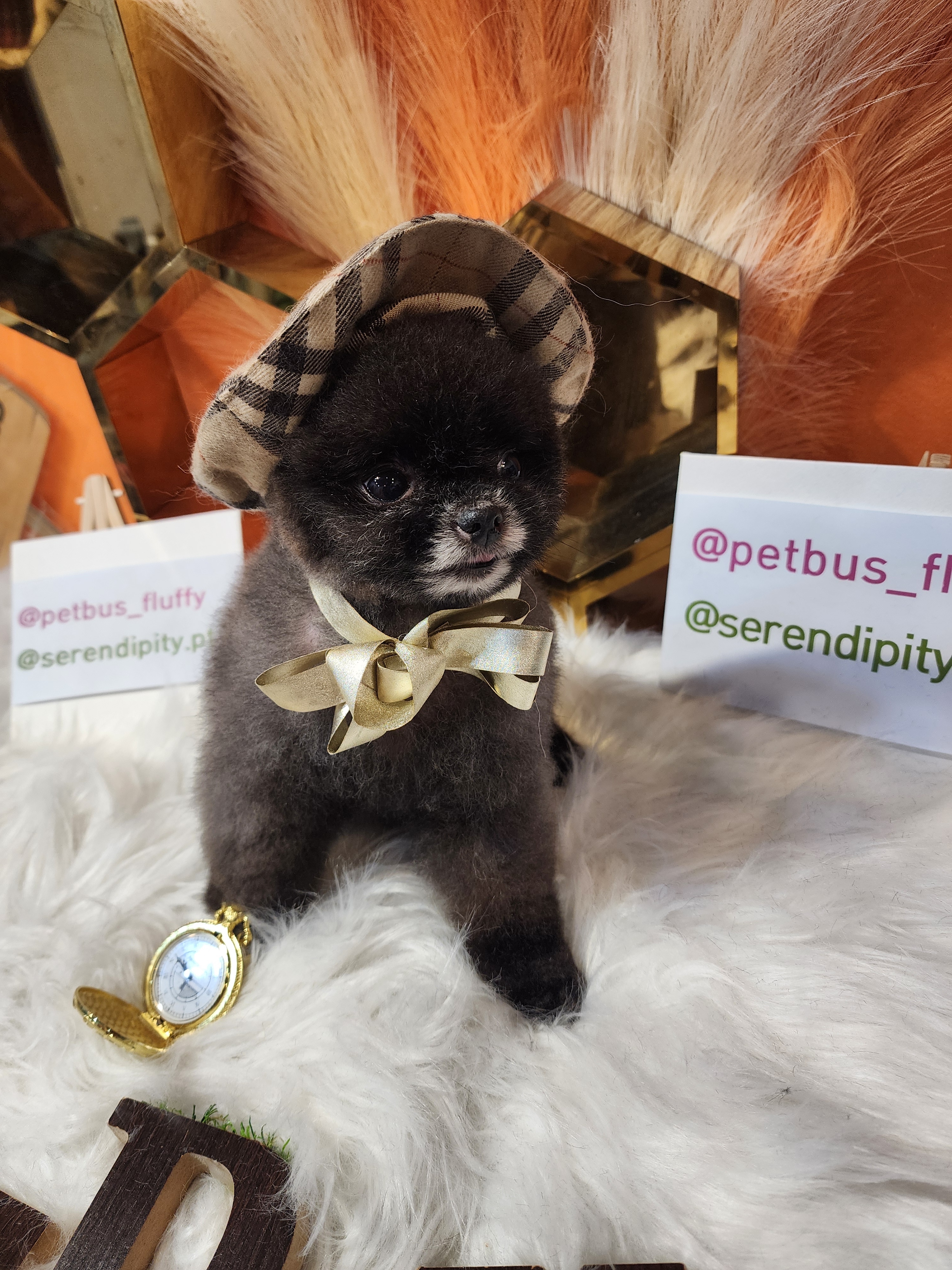 펫버스 대표 이미지