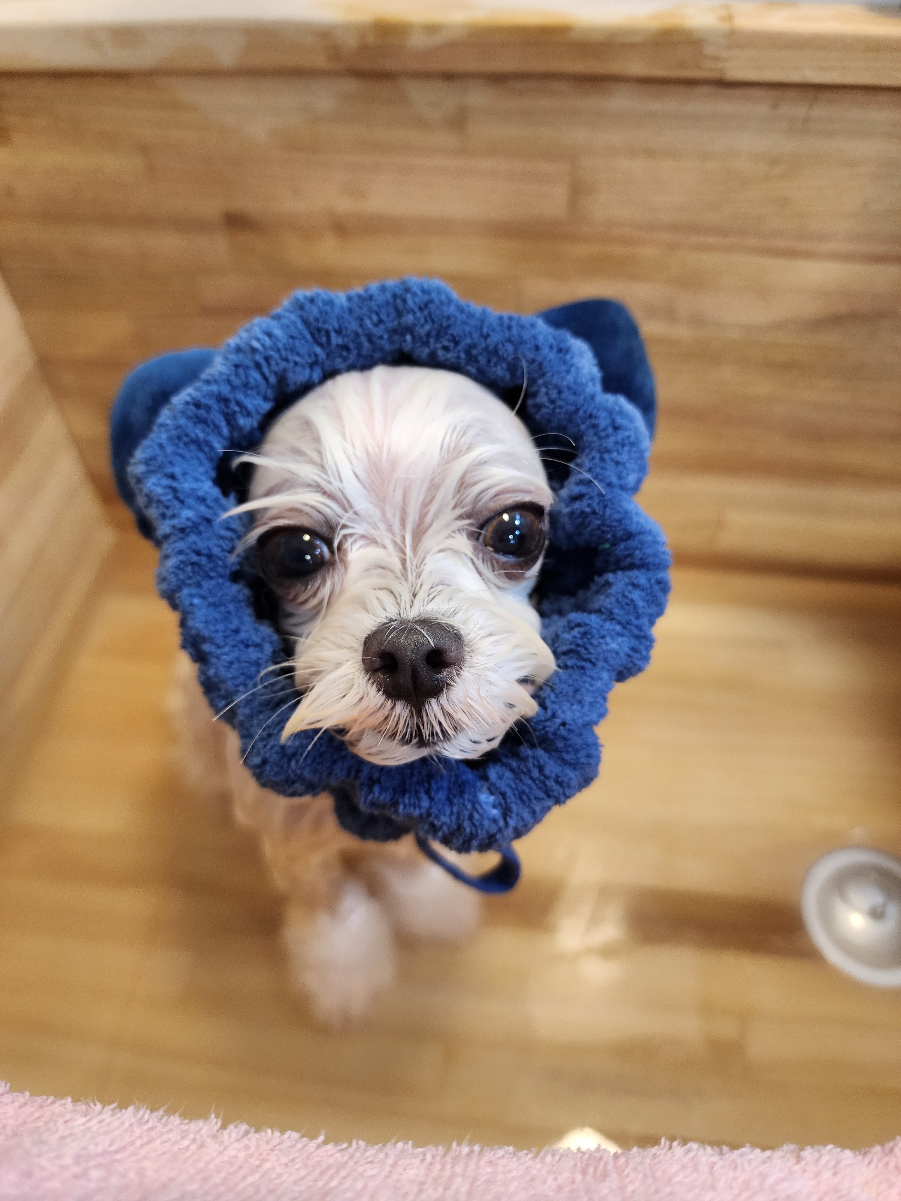 펫버스 대표 이미지