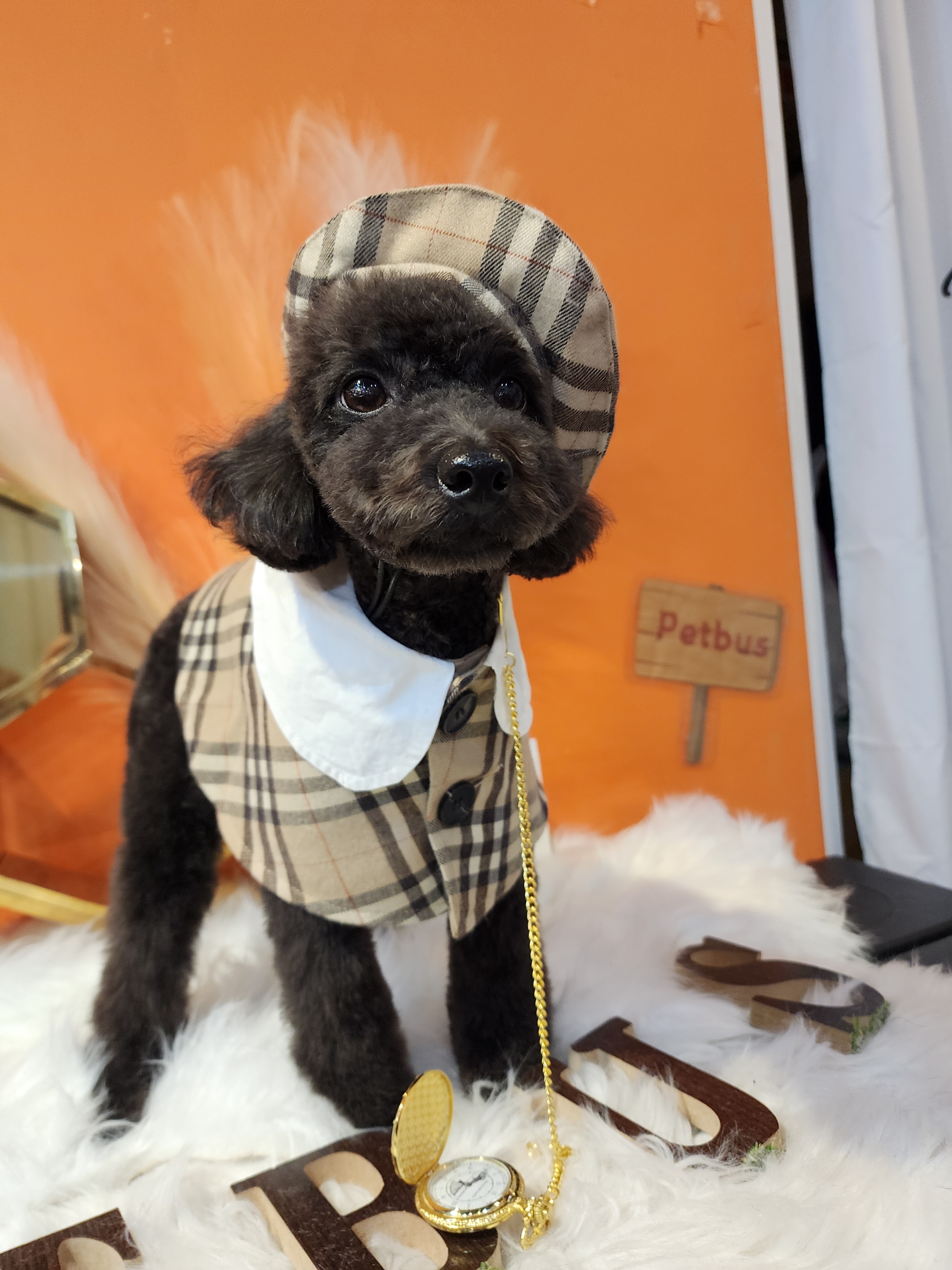 펫버스 대표 이미지