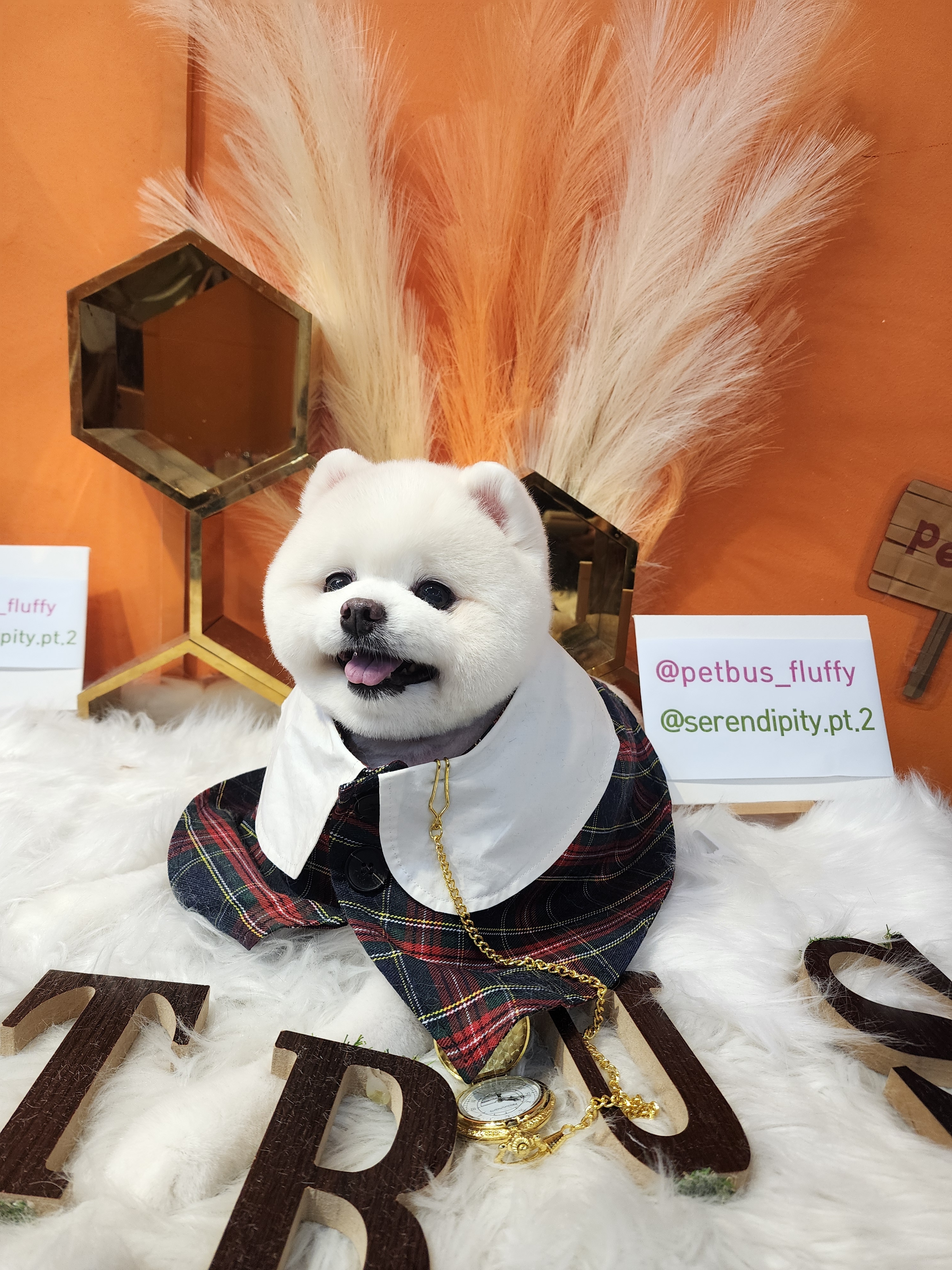 펫버스 대표 이미지