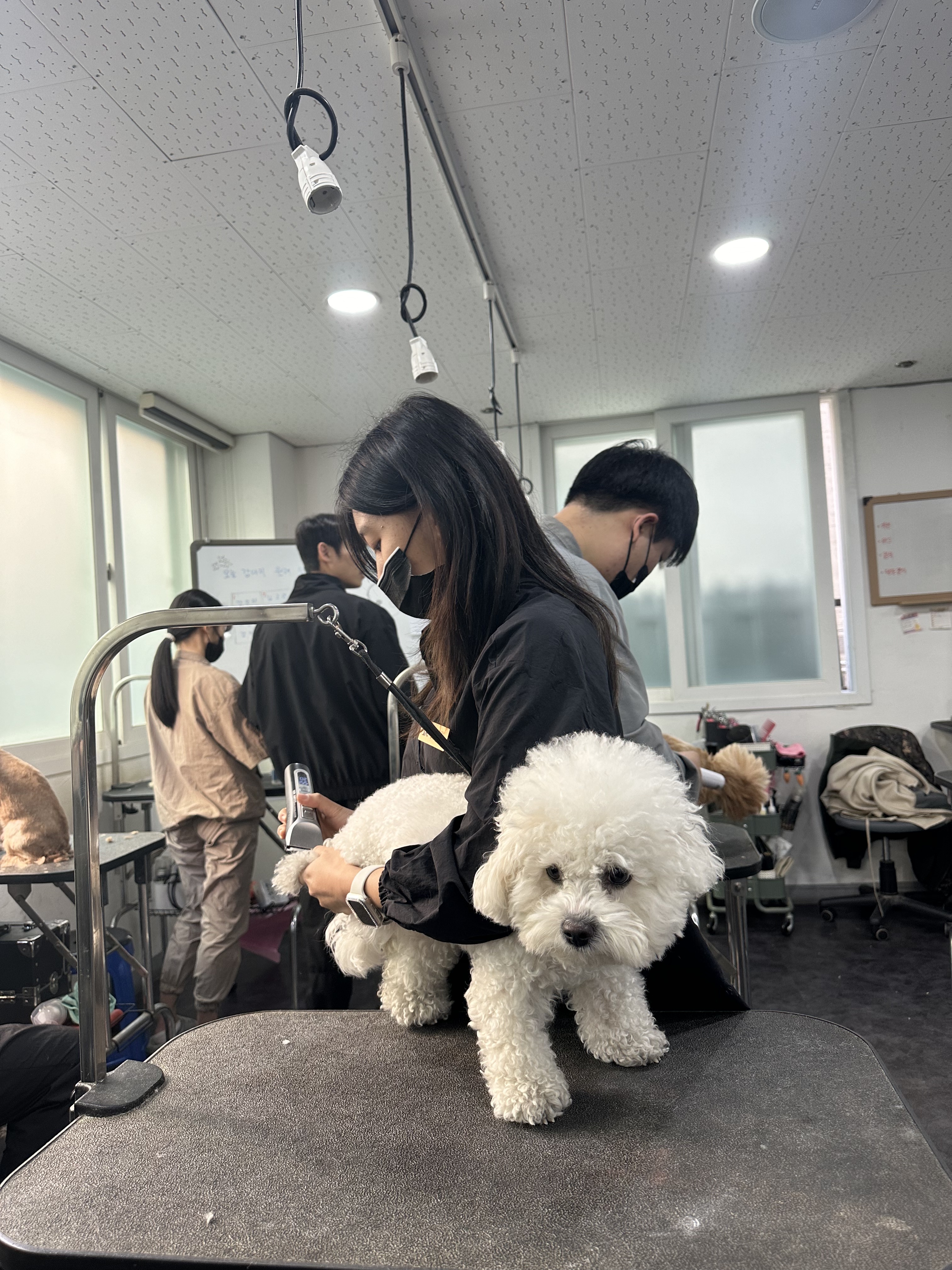 탑애견미용학원