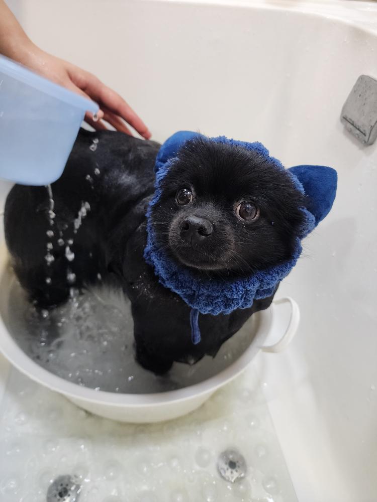 펫버스 대표 이미지