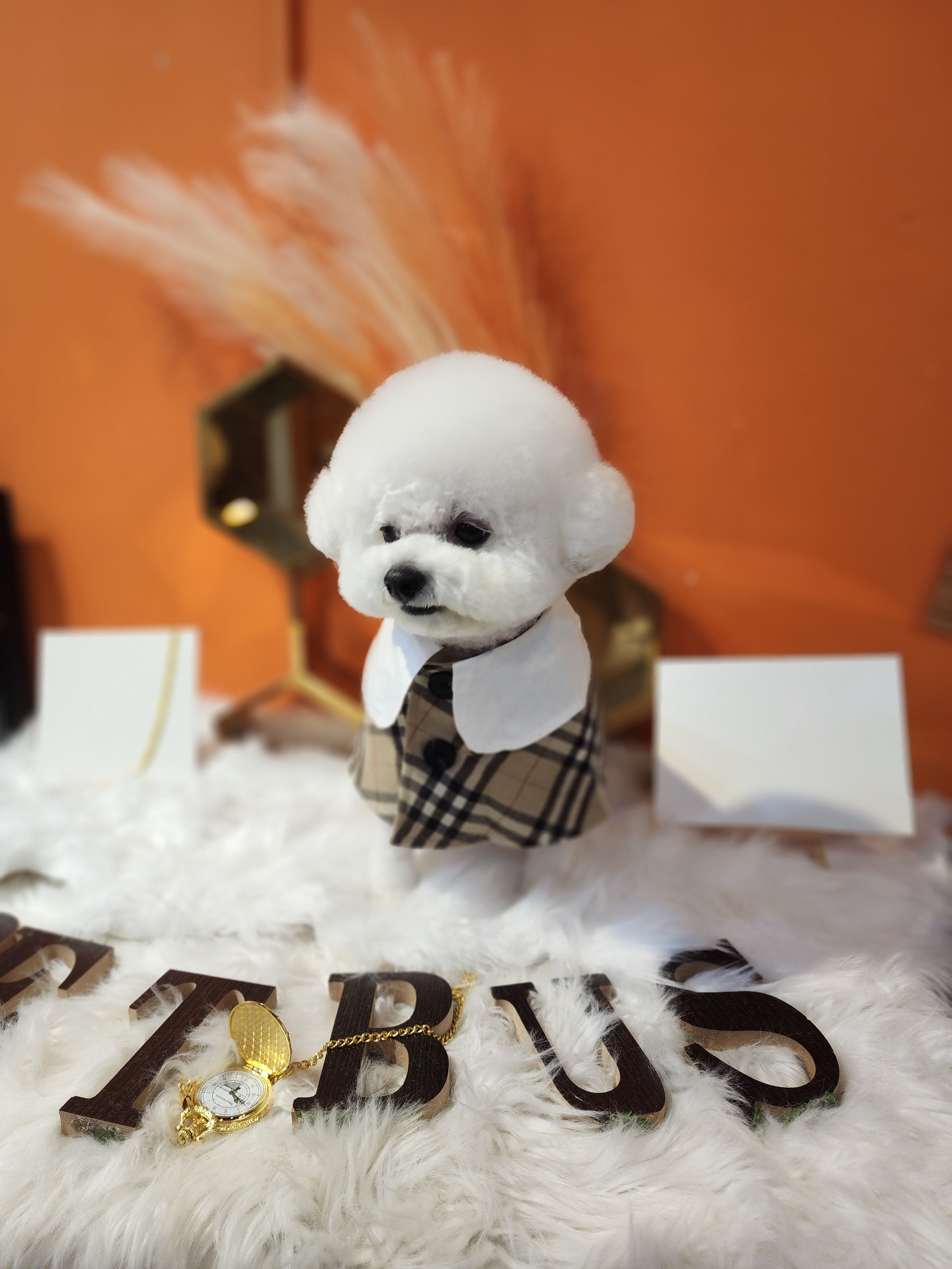 펫버스 대표 이미지