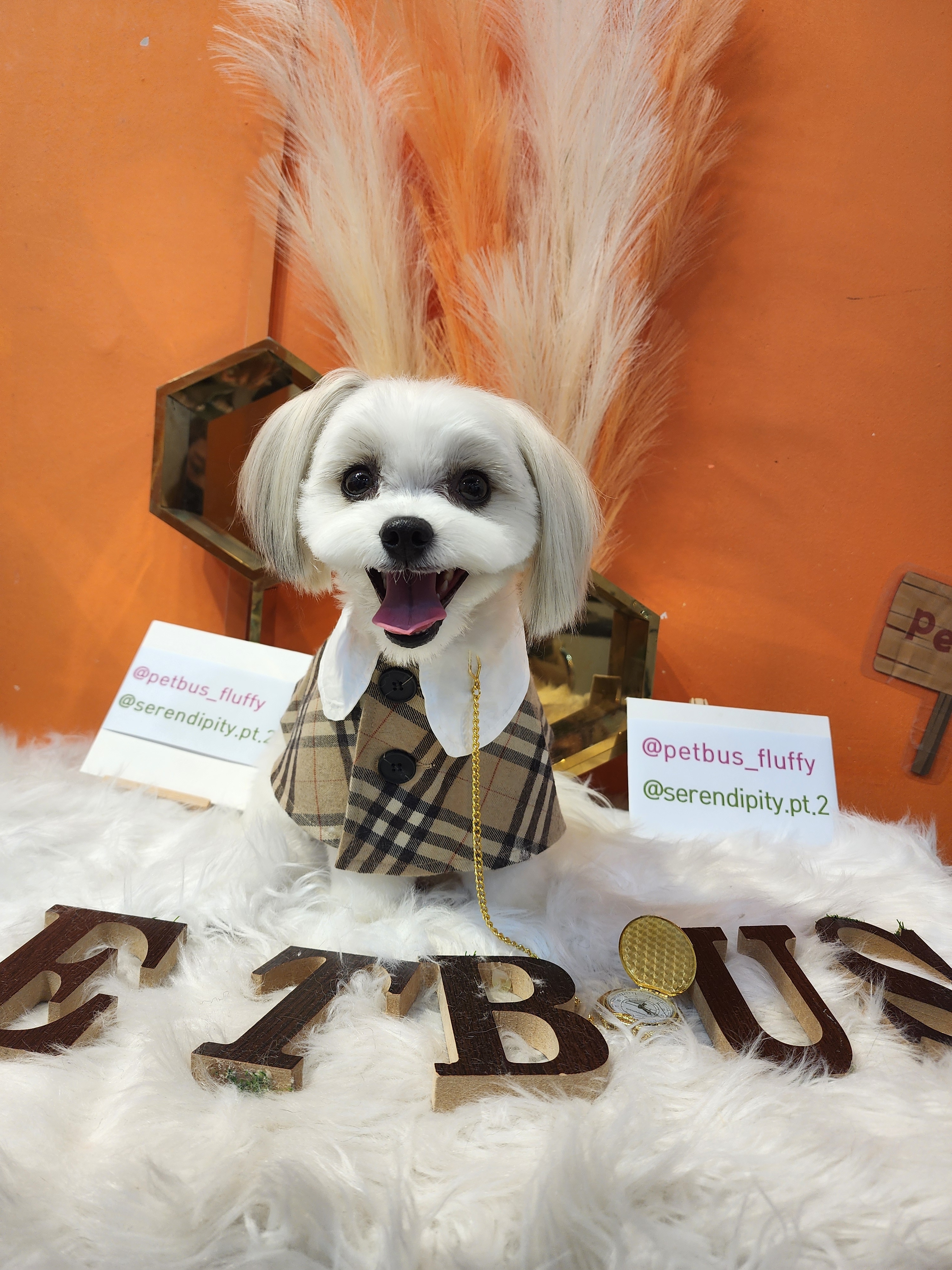 펫버스 대표 이미지