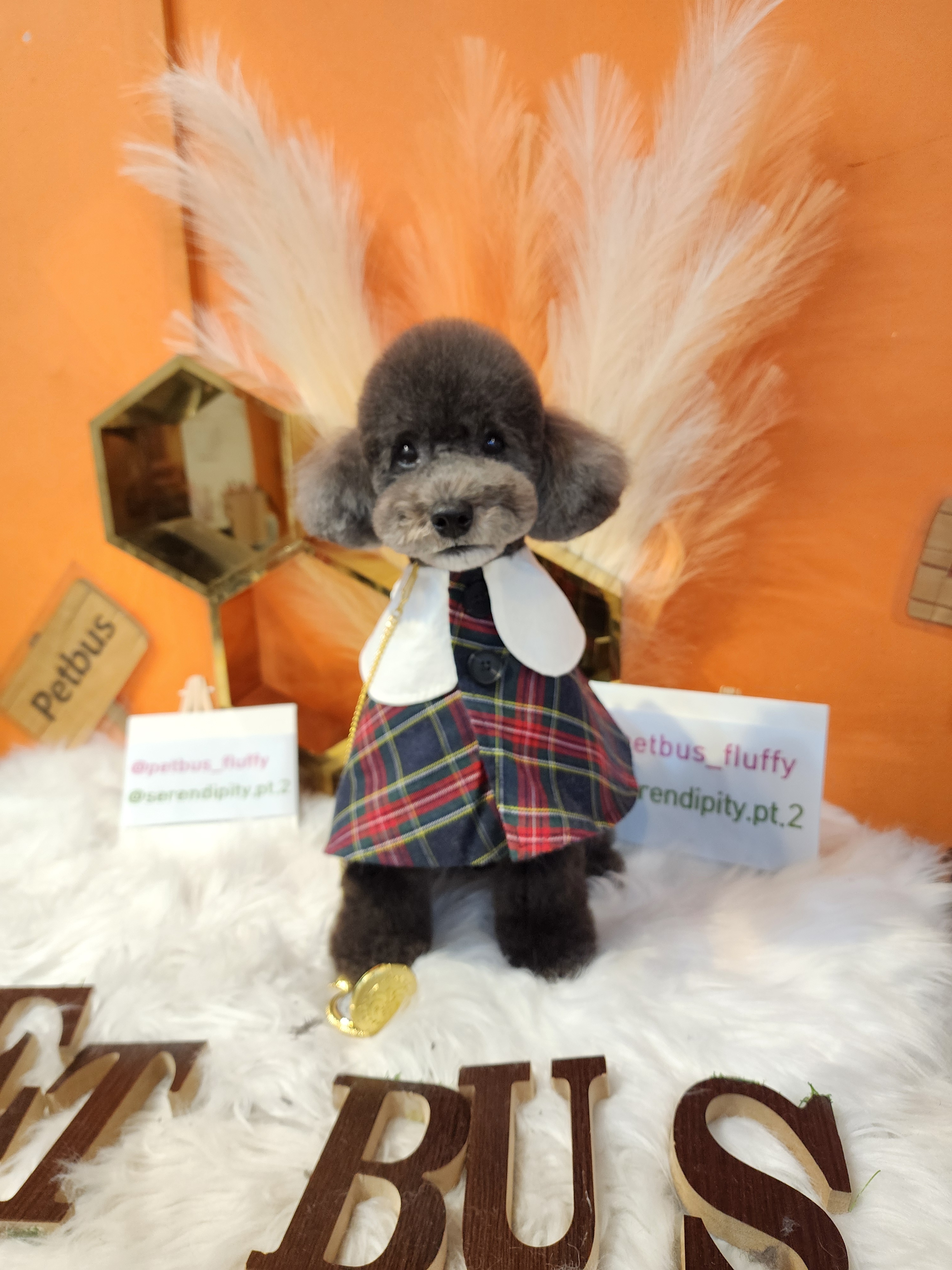 펫버스 대표 이미지