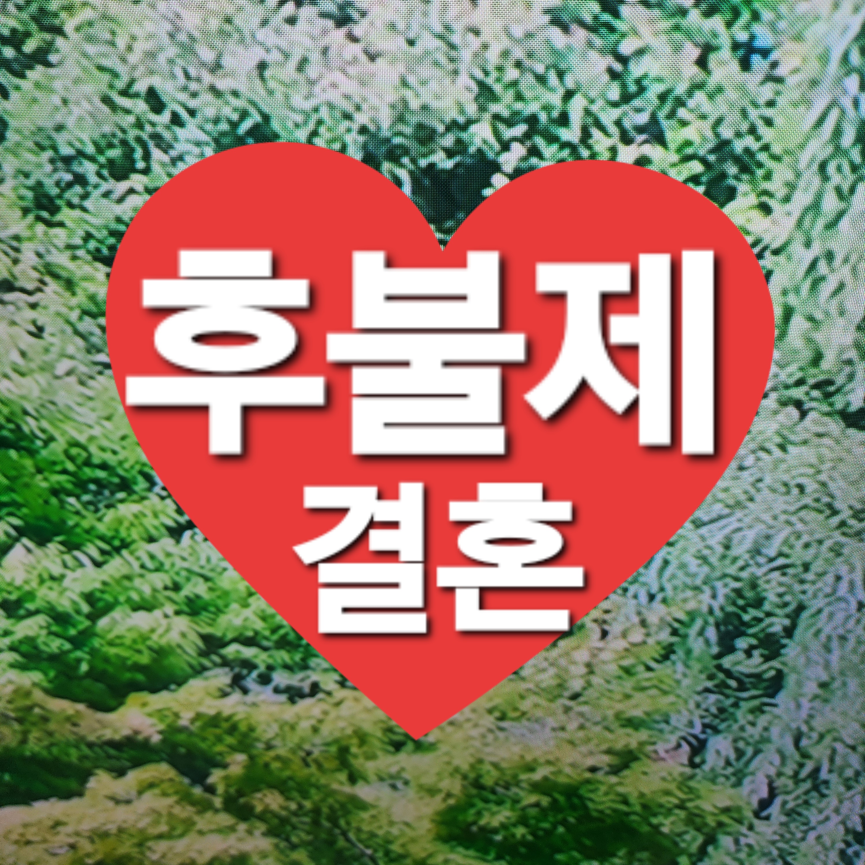 웨딩알리앙스