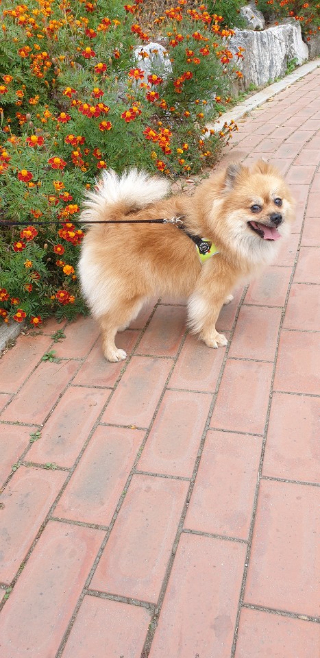 해피댕댕페인팅 대표 이미지