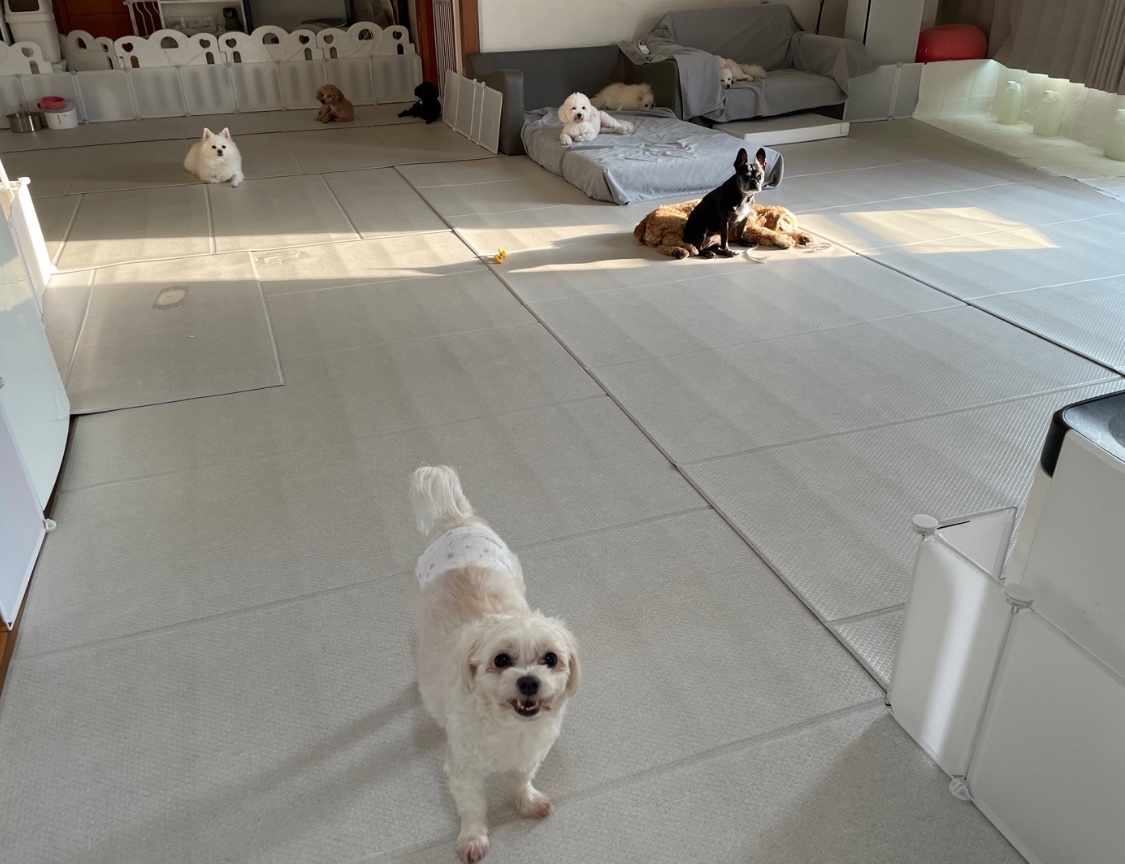 위드펫홈 대표 이미지