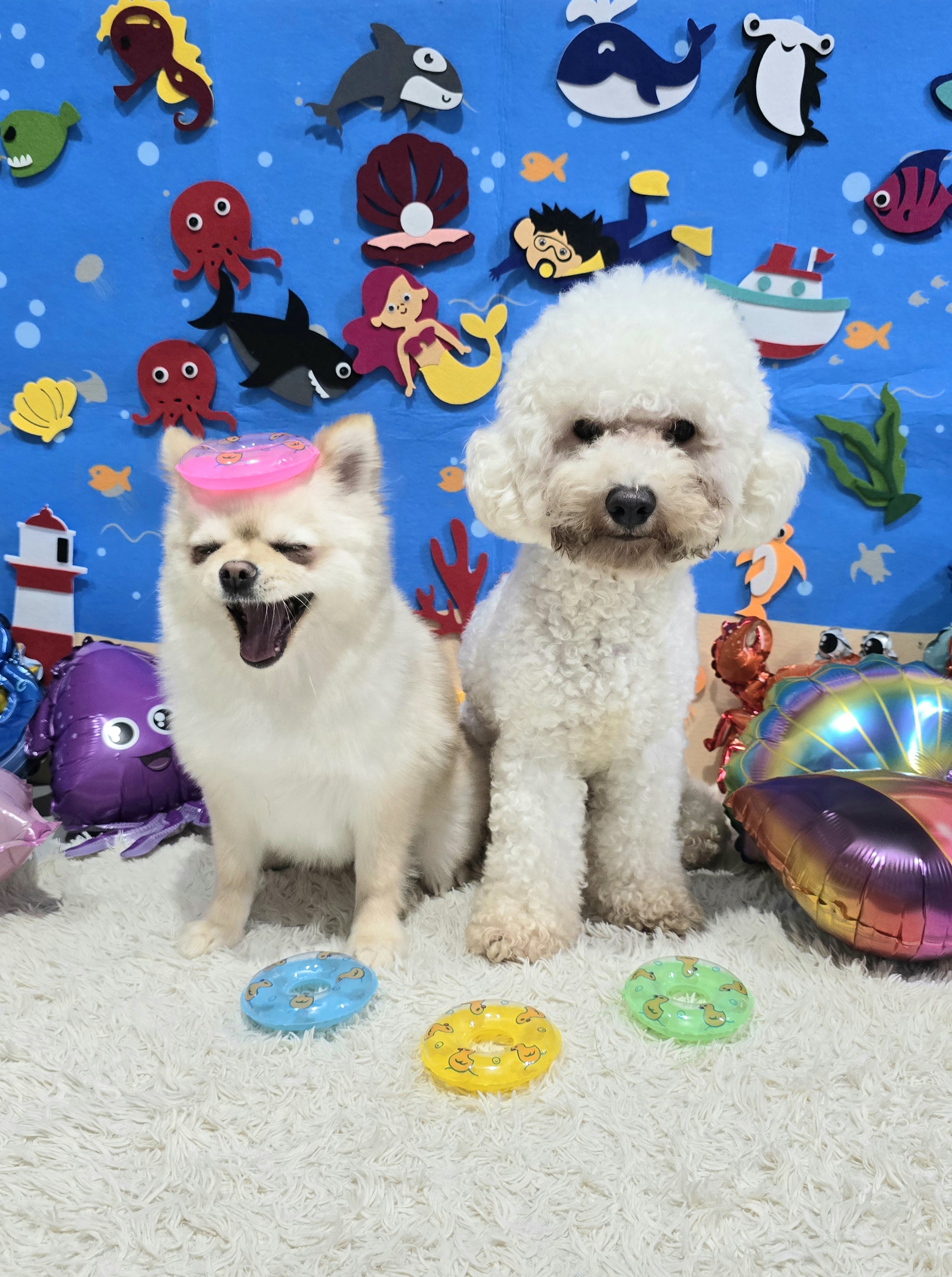 윤앤퍼피애견호텔유치원 대표 이미지