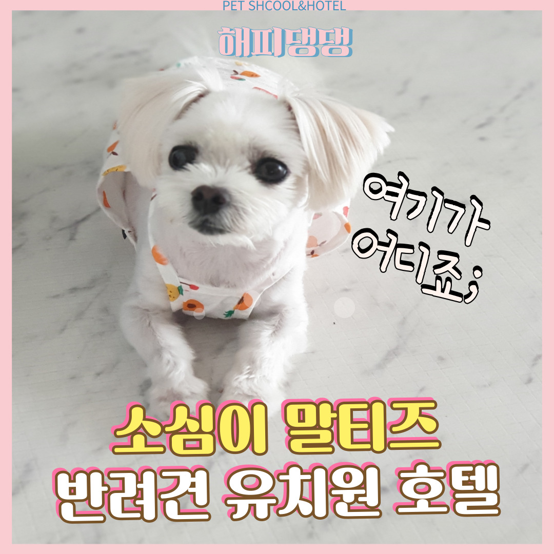 해피댕댕페인팅 대표 이미지