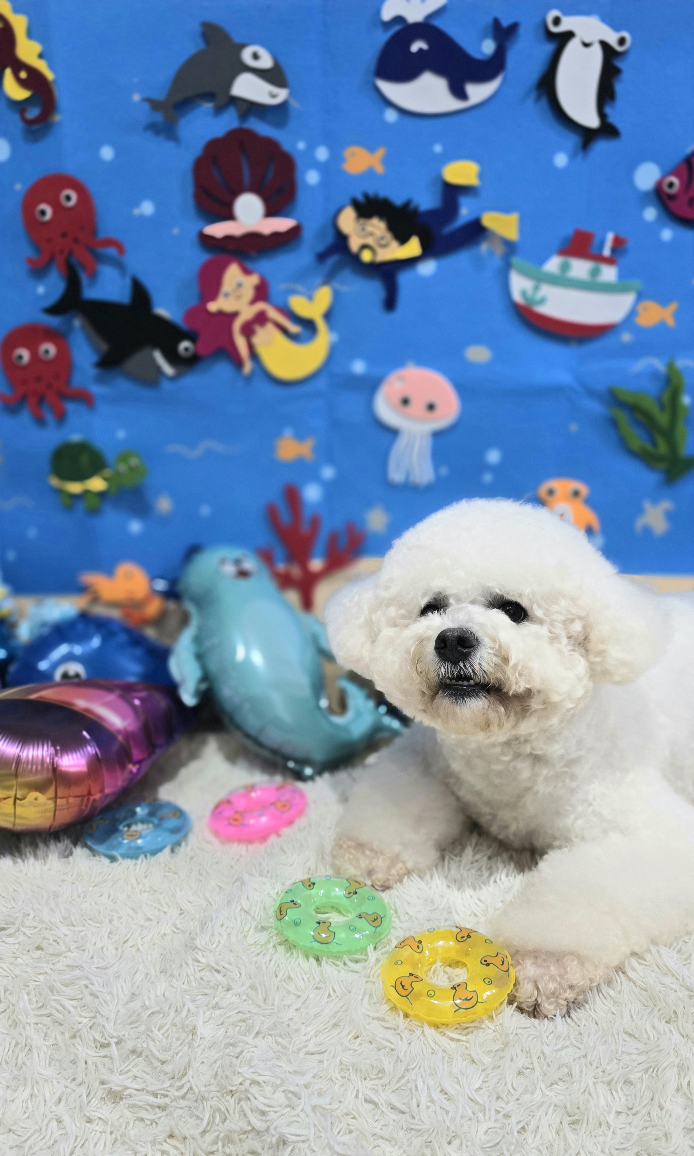 윤앤퍼피애견호텔유치원 대표 이미지