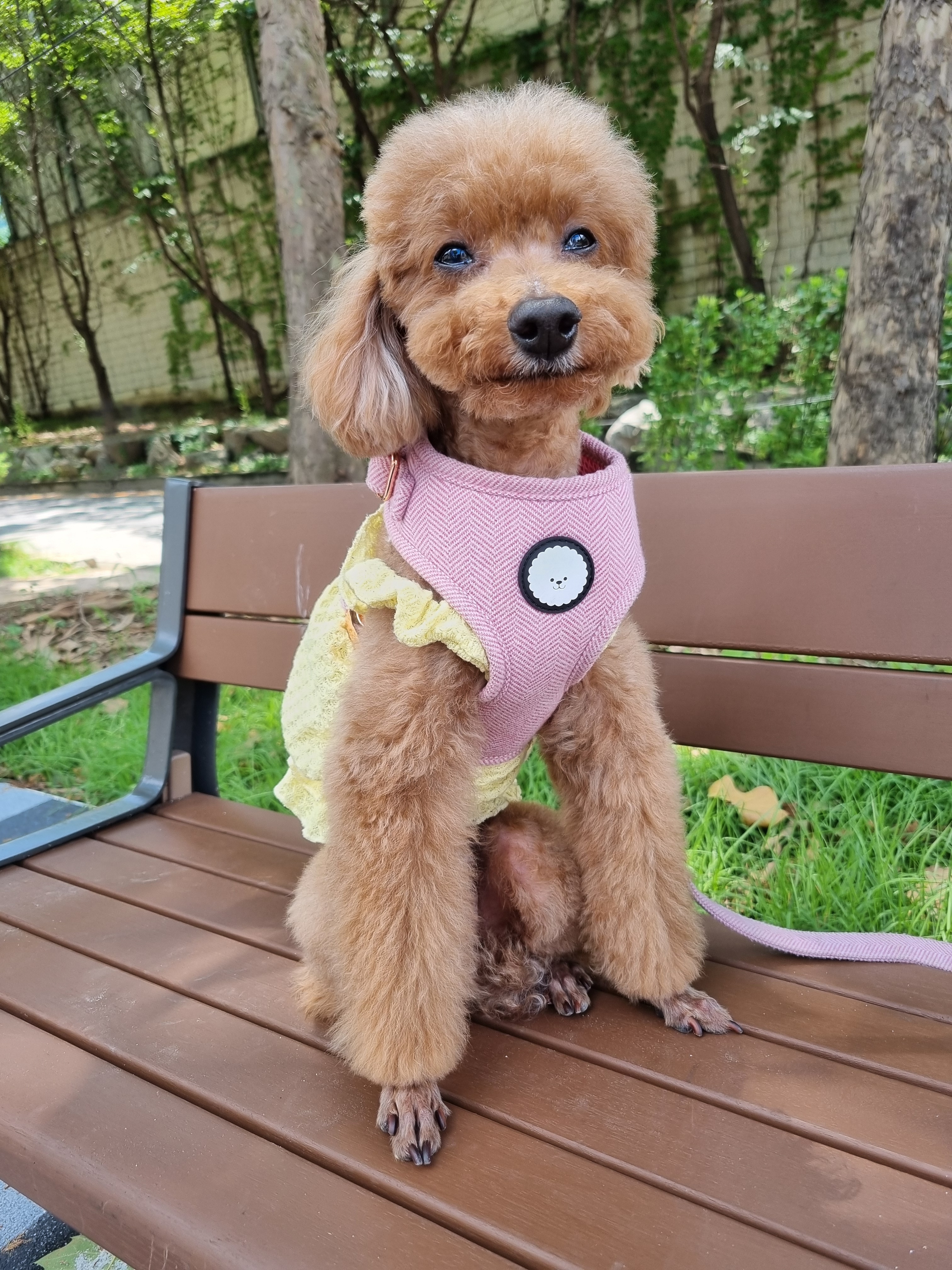 윤앤퍼피애견호텔유치원 대표 이미지