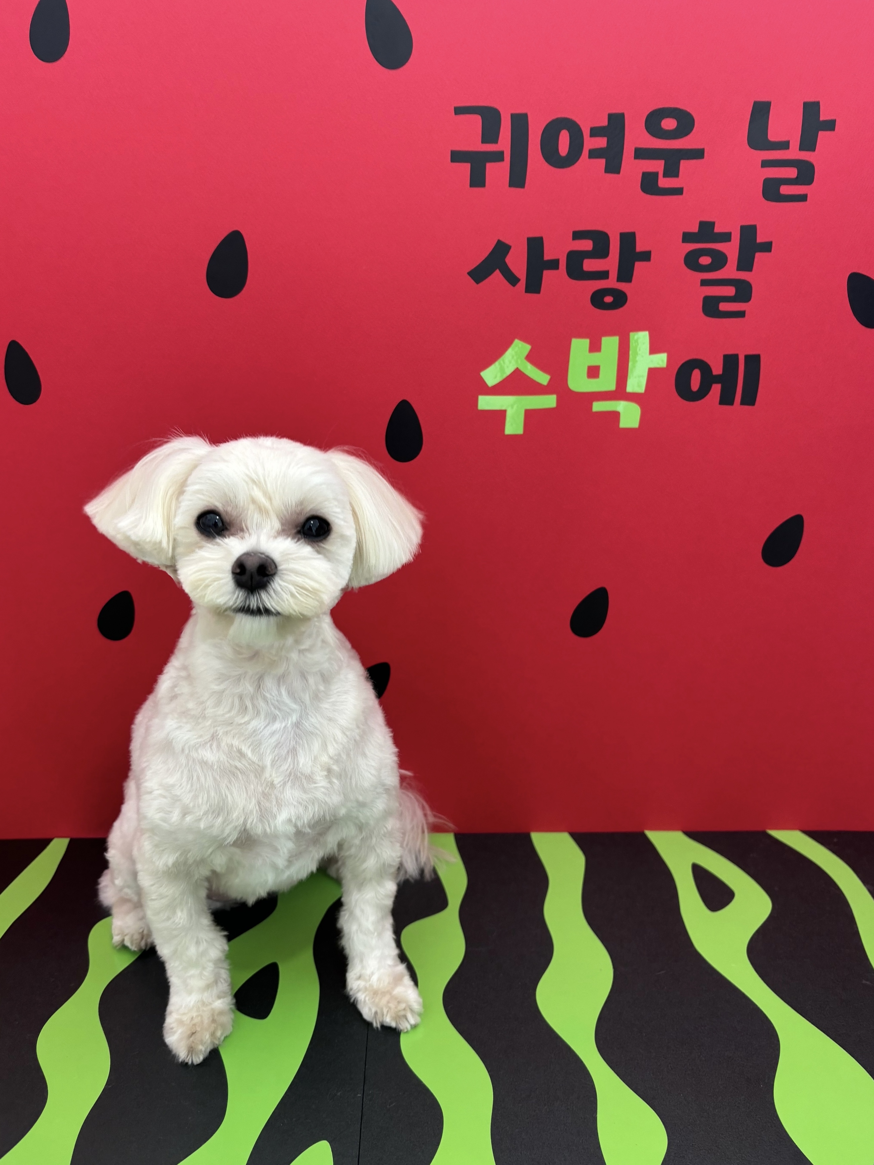 멍발소 대표 이미지