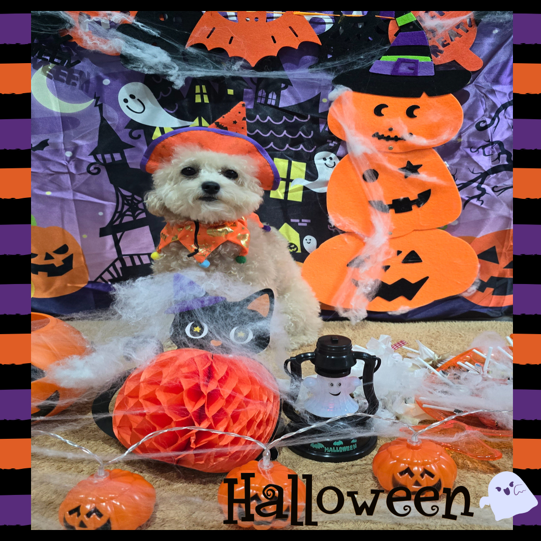 윤앤퍼피애견호텔유치원 대표 이미지