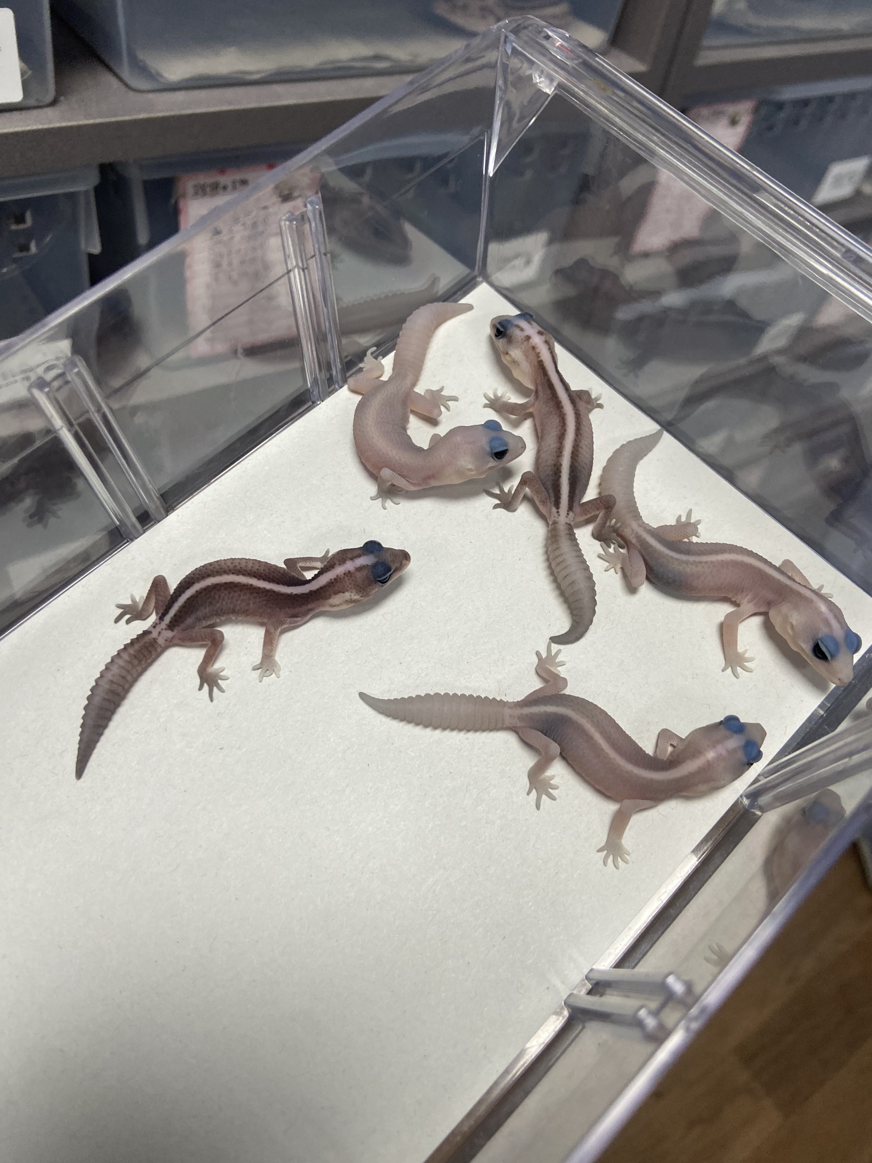 준테일 대표 이미지