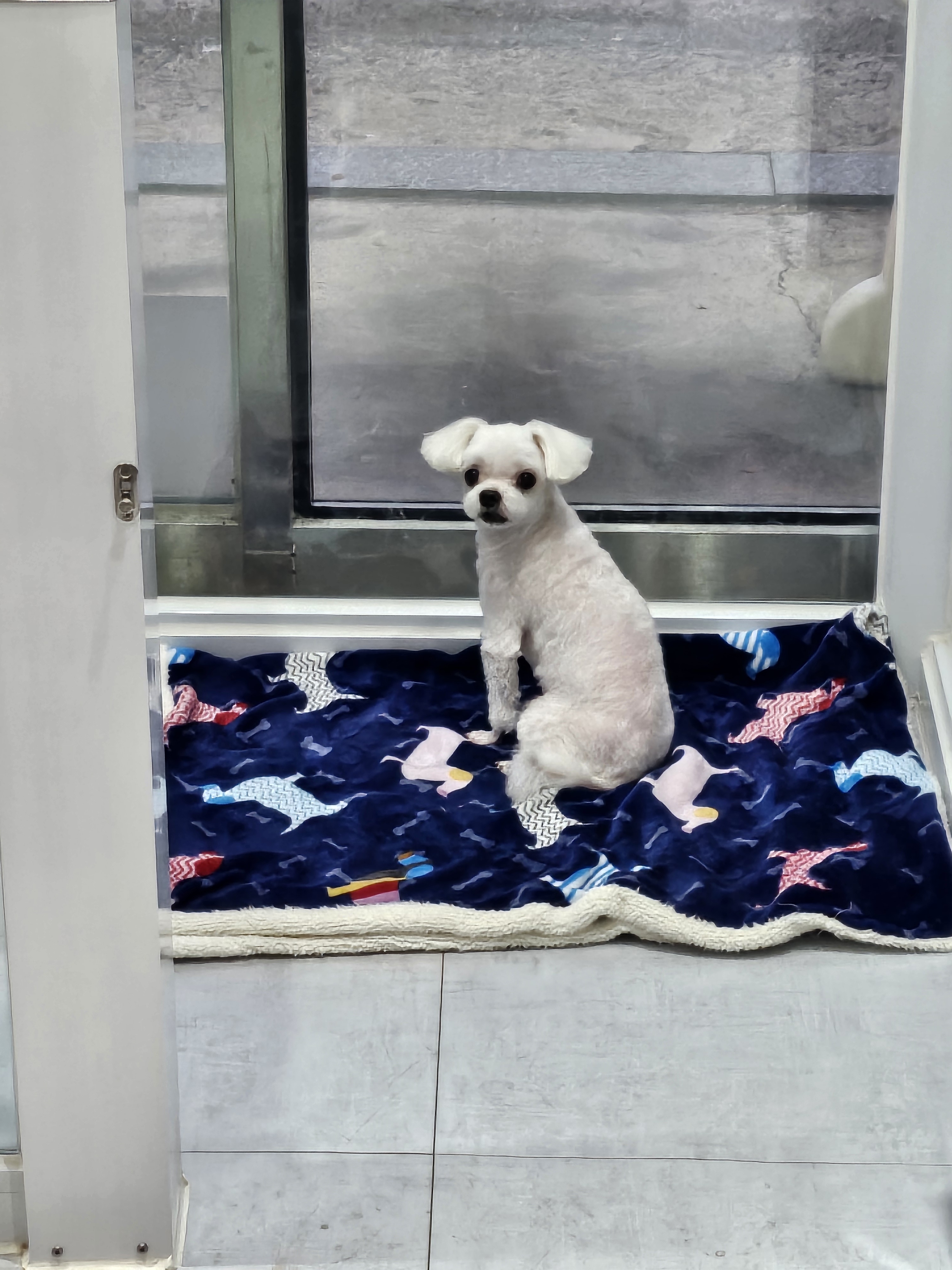 호수펫 대표 이미지