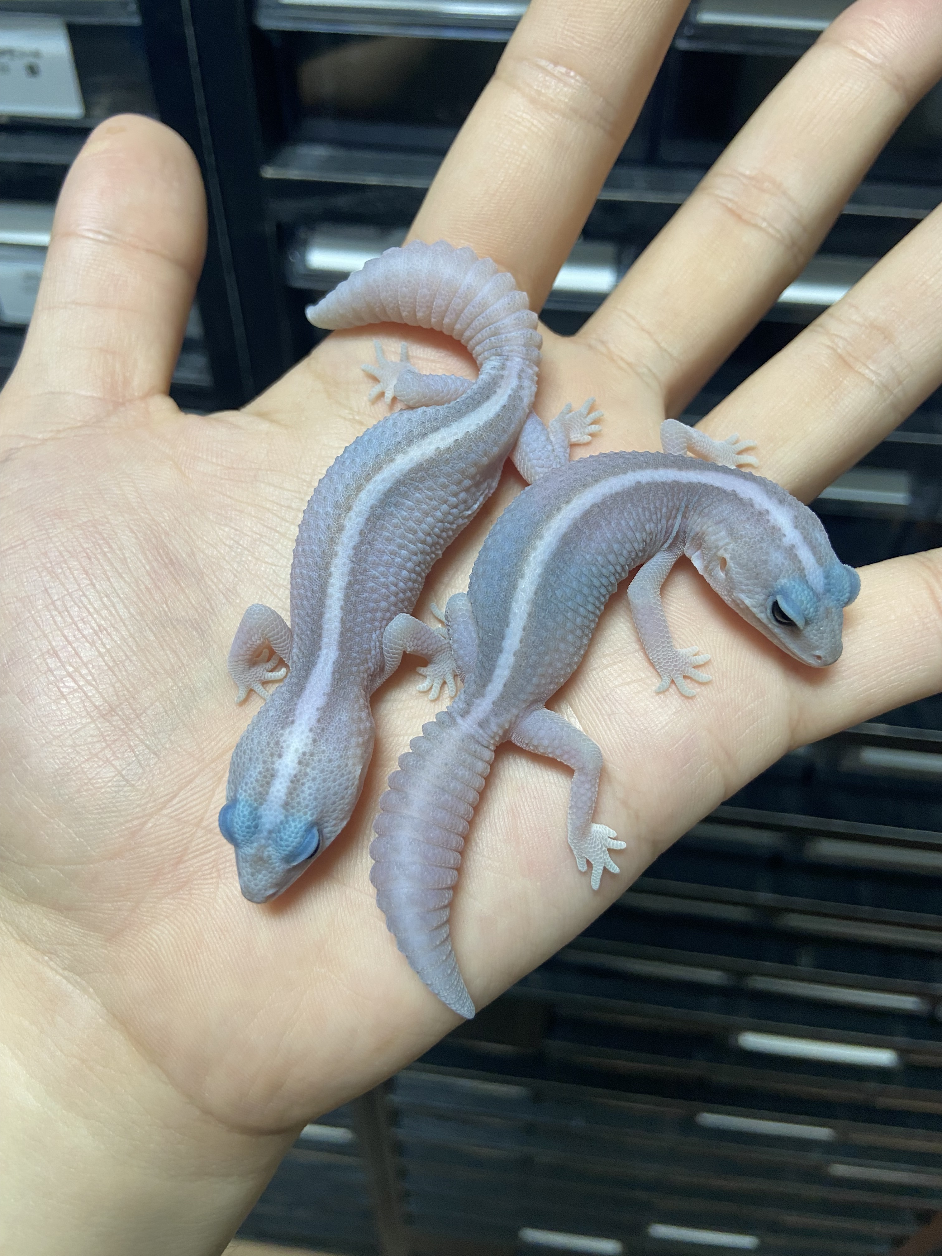 준테일 대표 이미지