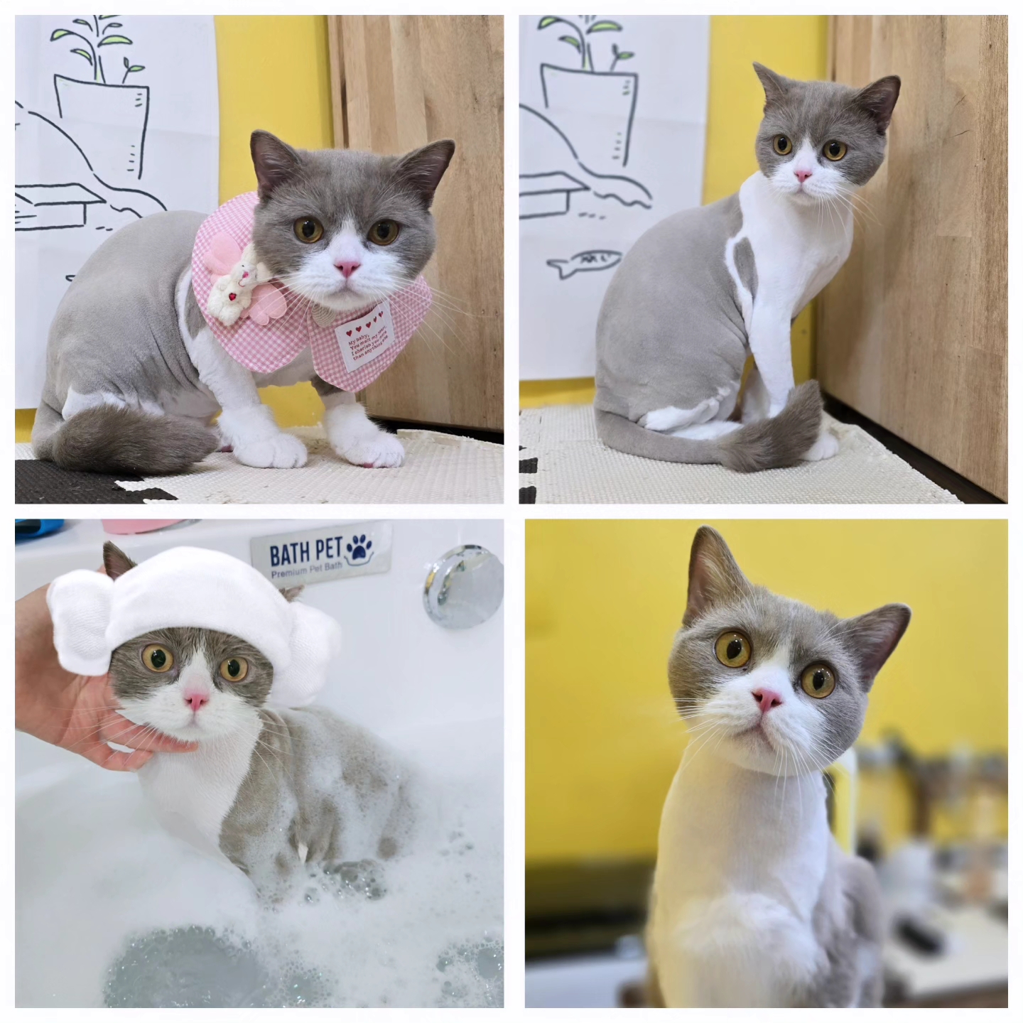 캣츠앤 대구점