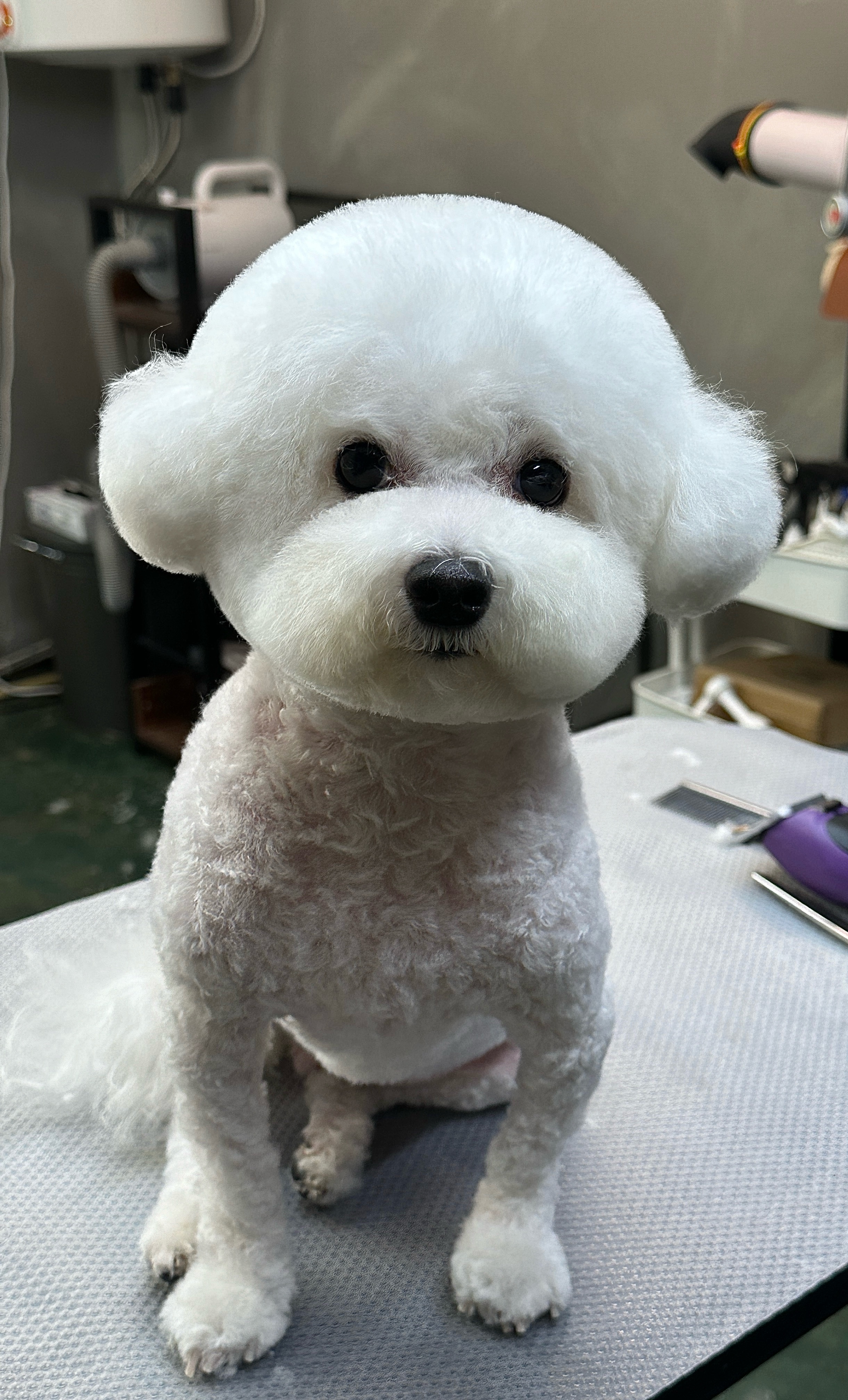 라비쉬독 대표 이미지