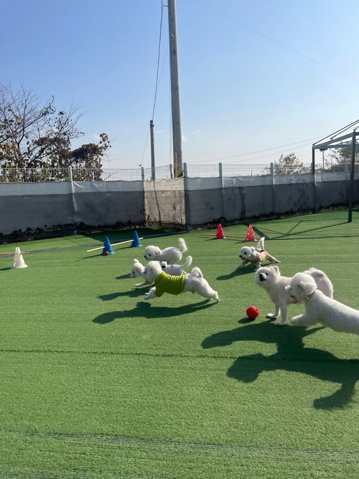 개좋아 애견유치원 대표 이미지