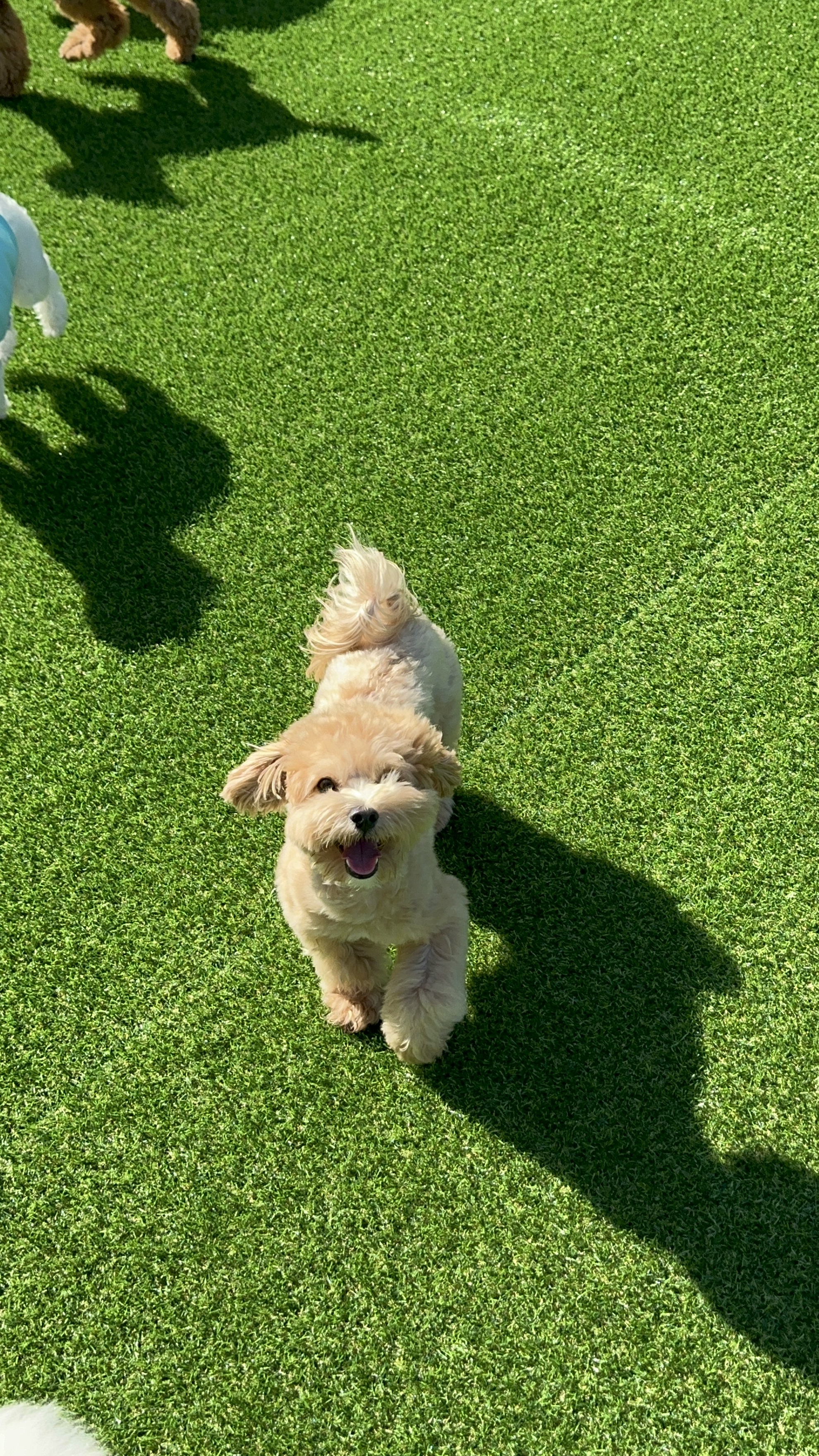 커몬댕댕 광주애견유치원&애견호텔 대표 이미지