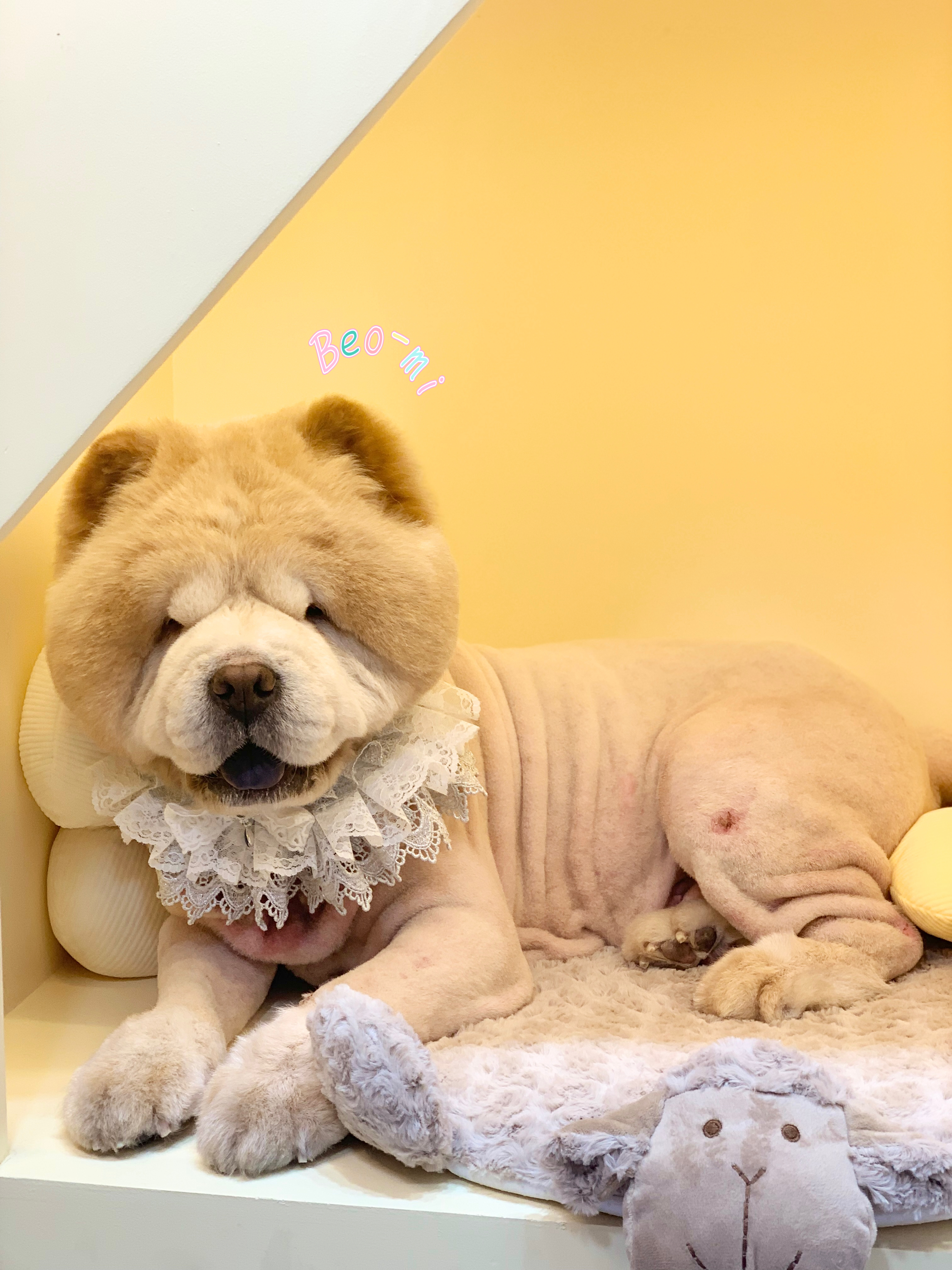 스위트펫 대표 이미지