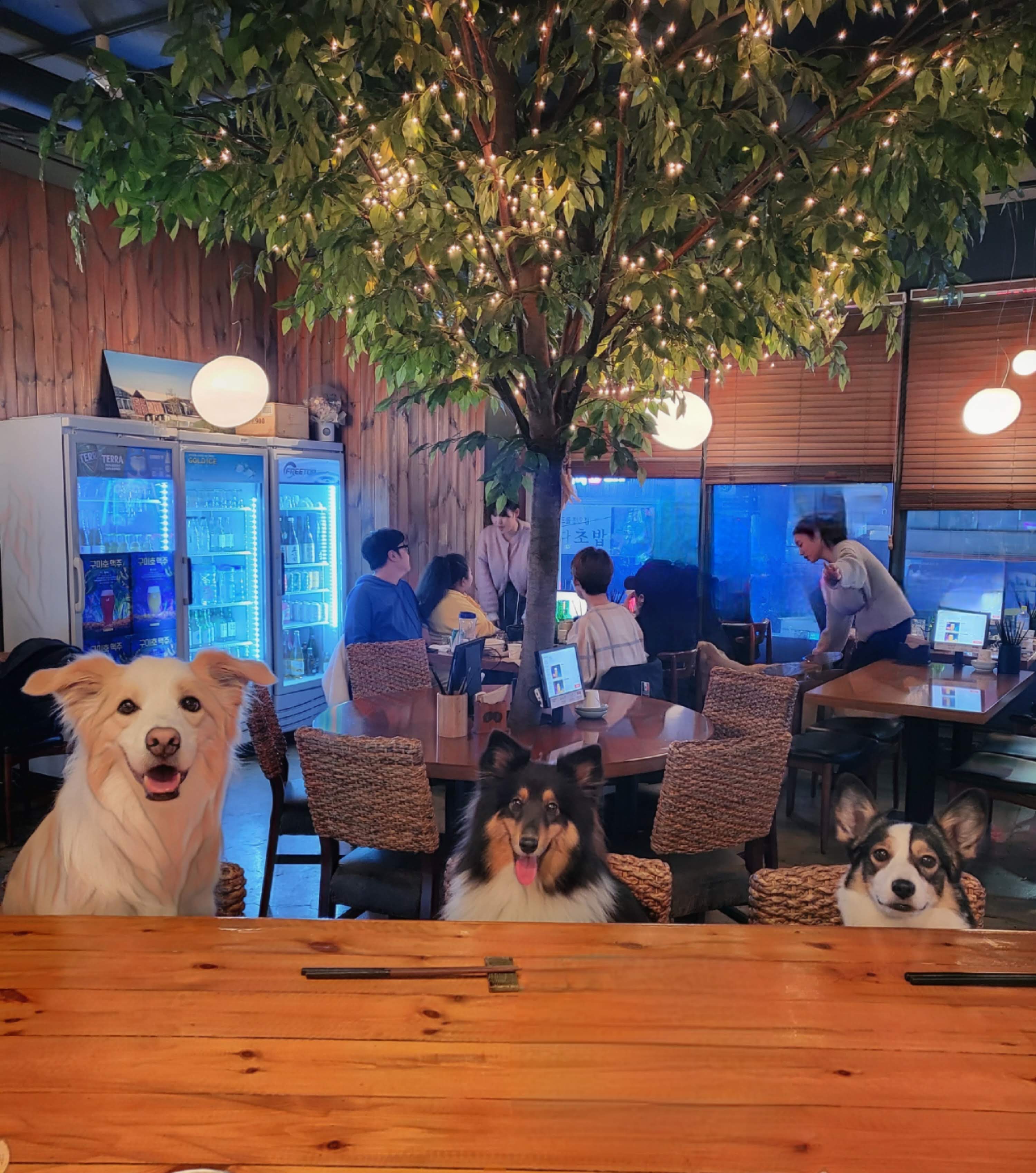 오츠카레 달그네 대표 이미지