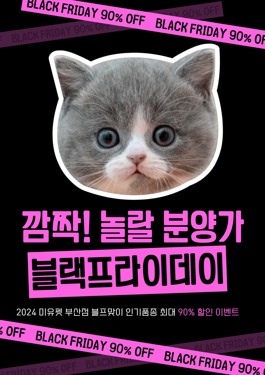 부산고양이분양 미유펫