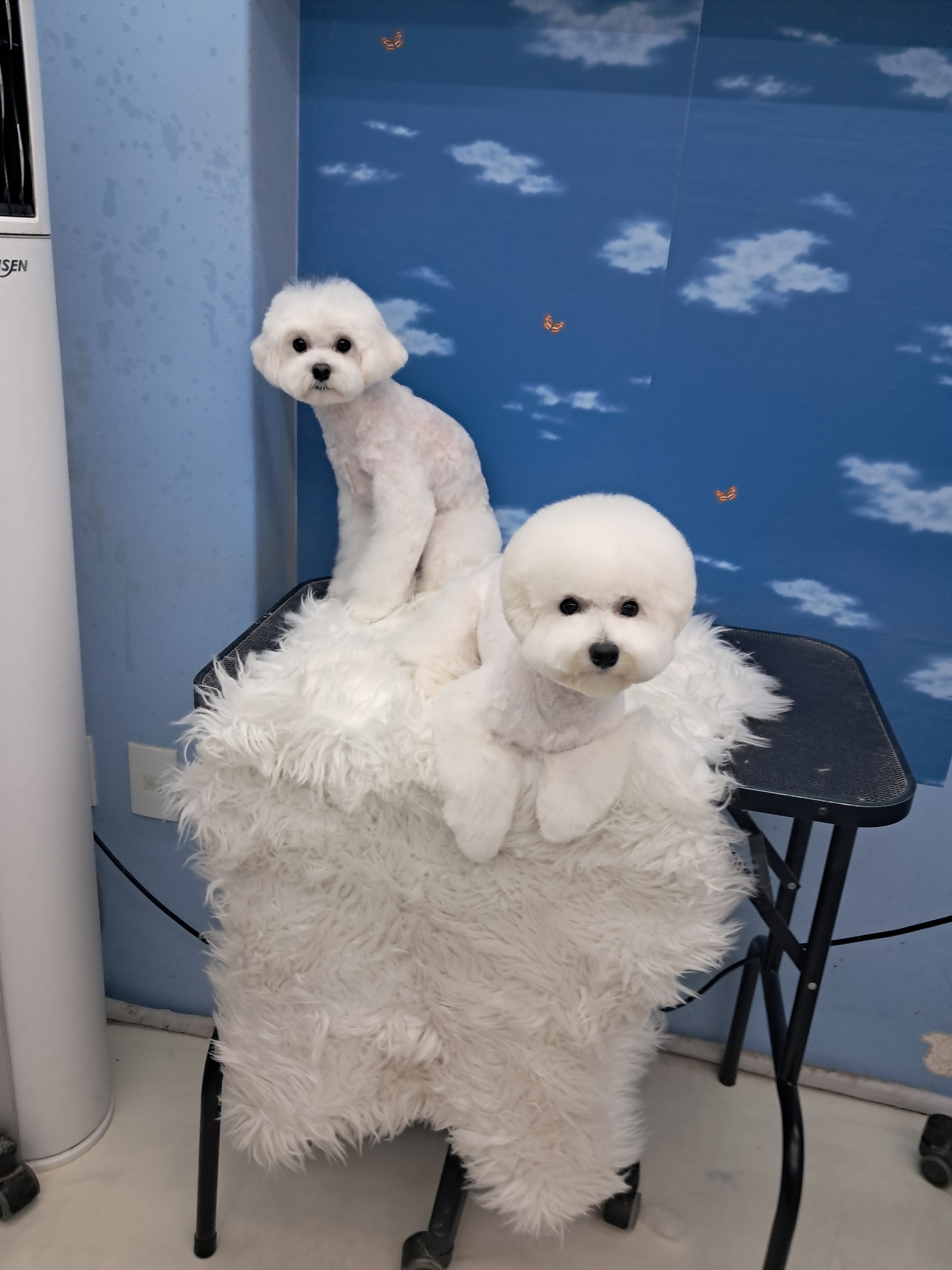 LIKEFRISE 대표 이미지