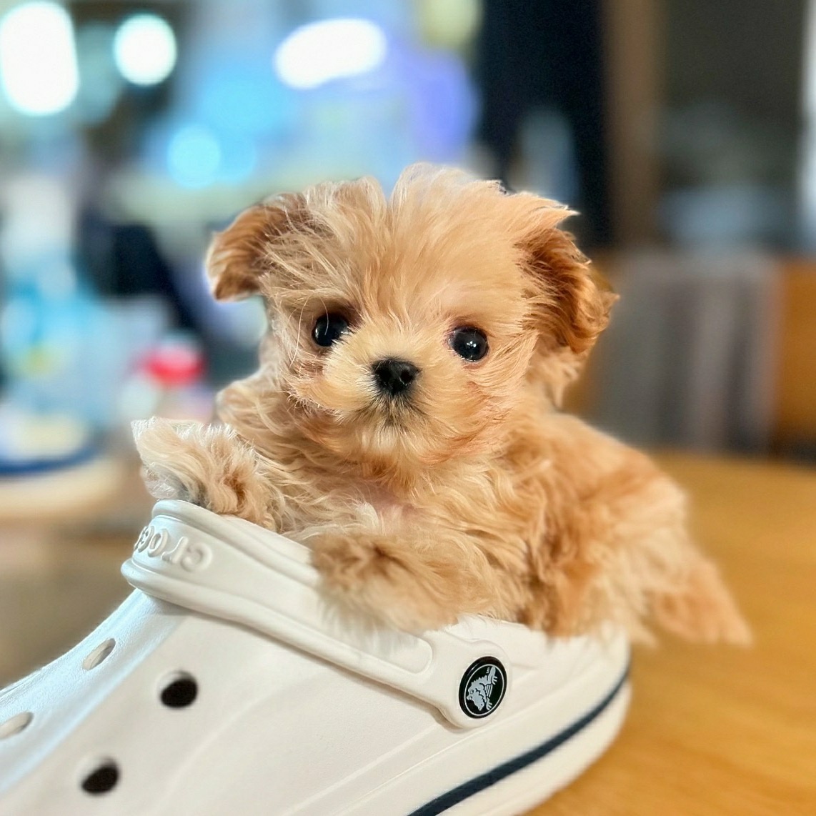 독스캣강아지고양이 수원점