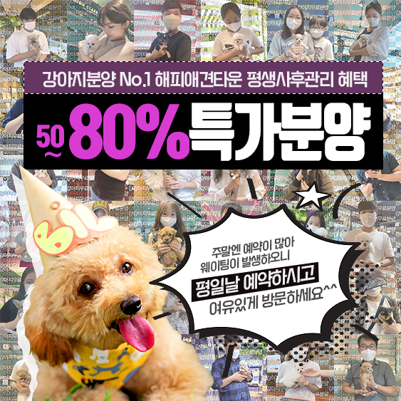 해피애견타운강아지분양서울본점 말티푸 미니비숑프리제 포메