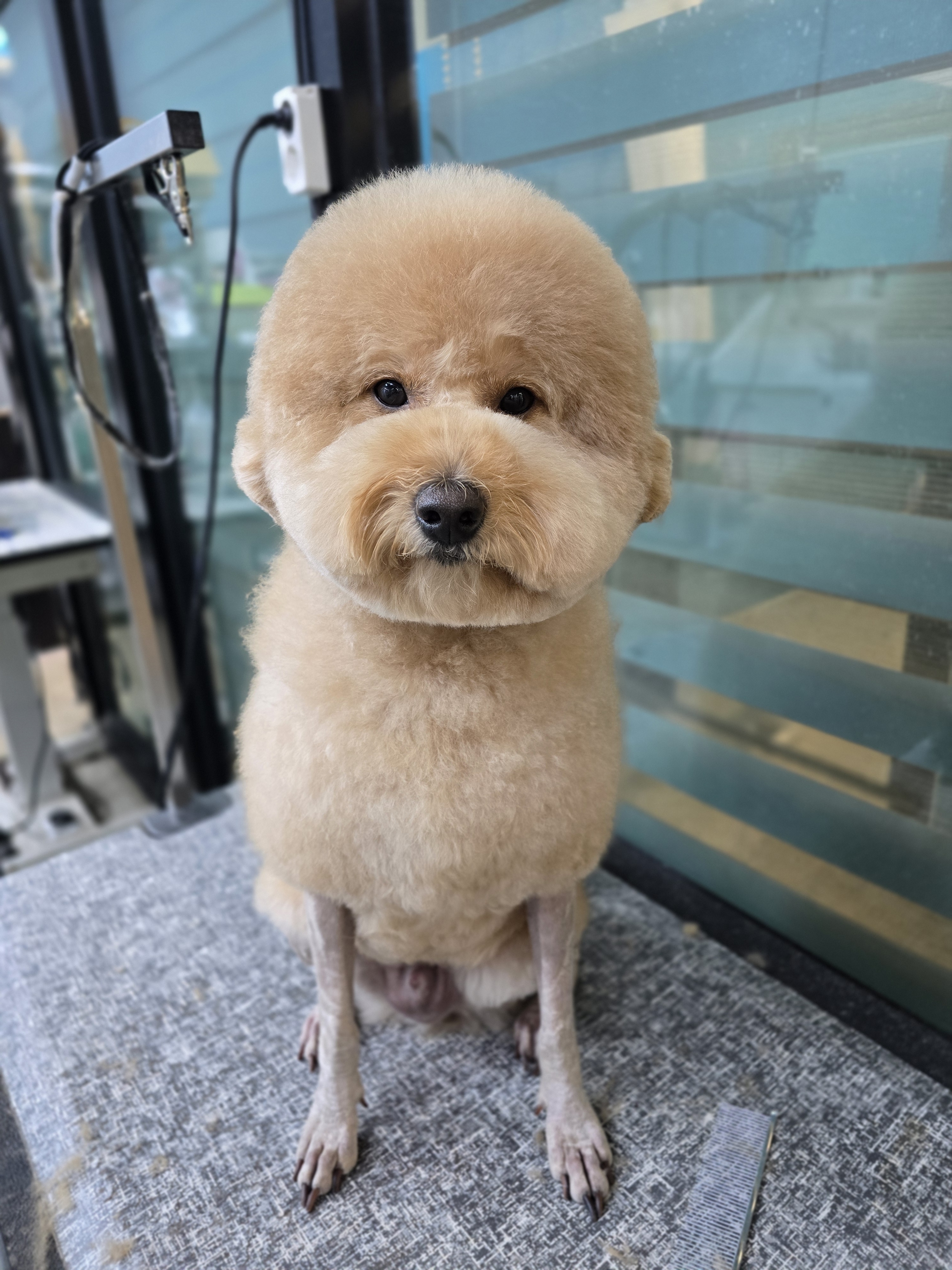 털빨샵 대표 이미지