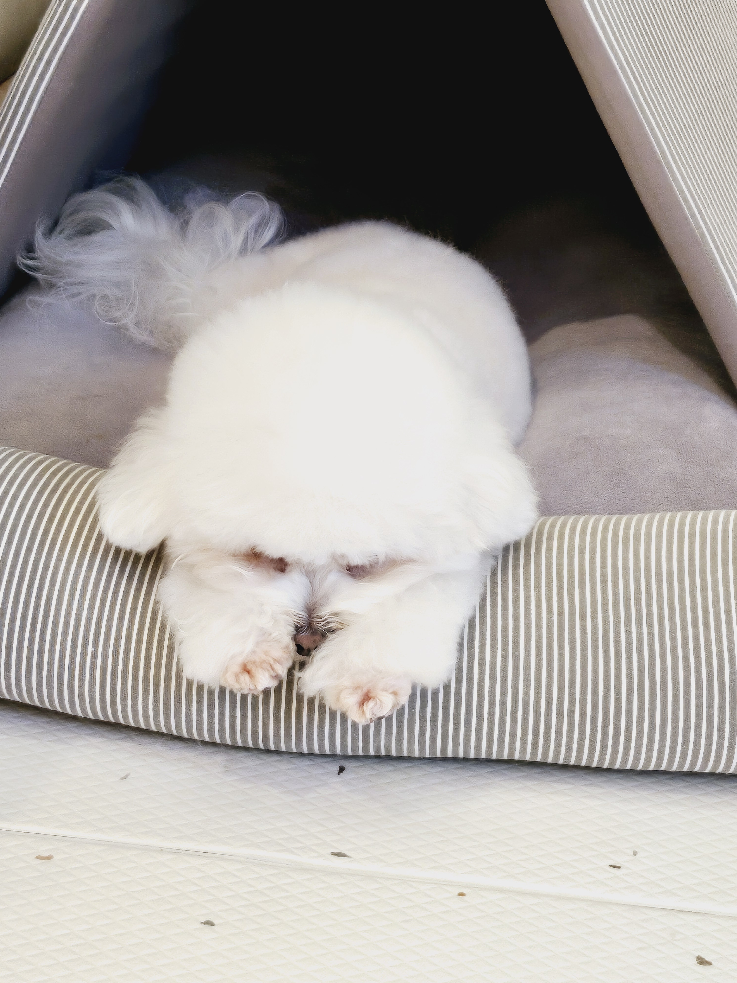 코코반려견놀이방 대표 이미지