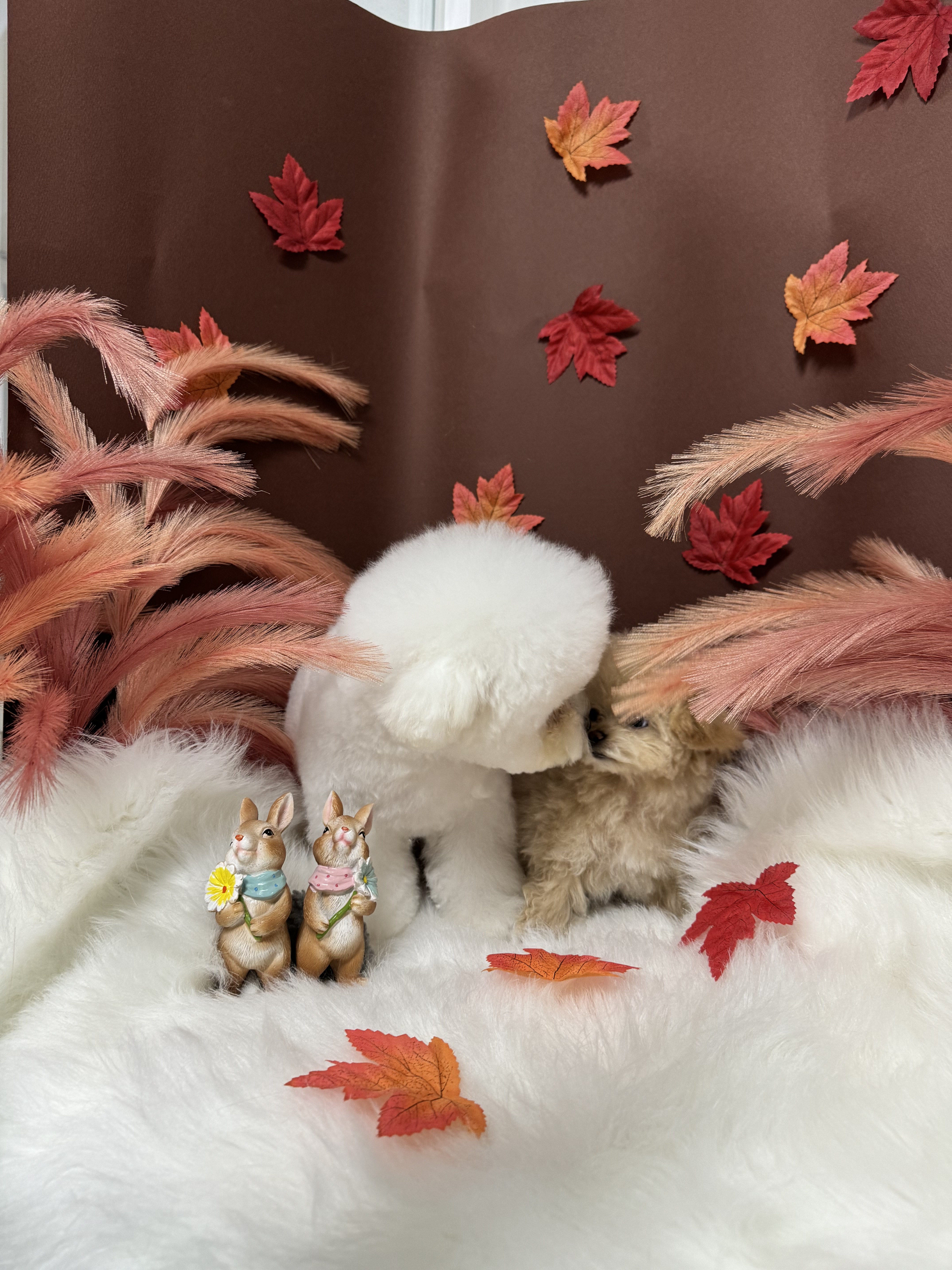 몽쥬르 대표 이미지