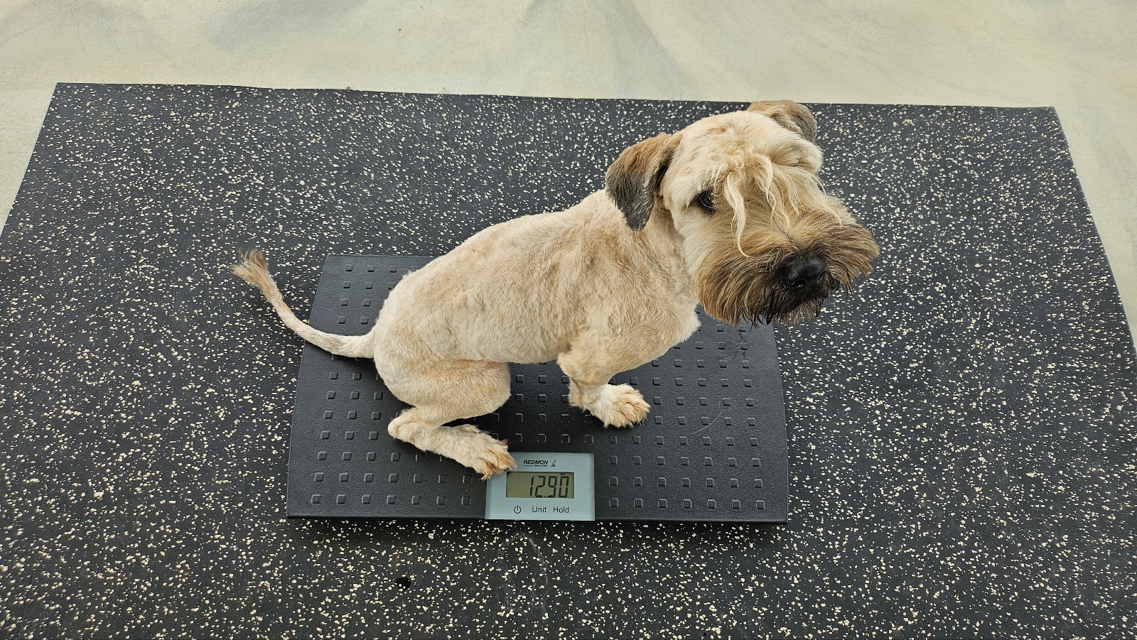 라드독 애견유치원 애견호텔 대표 이미지